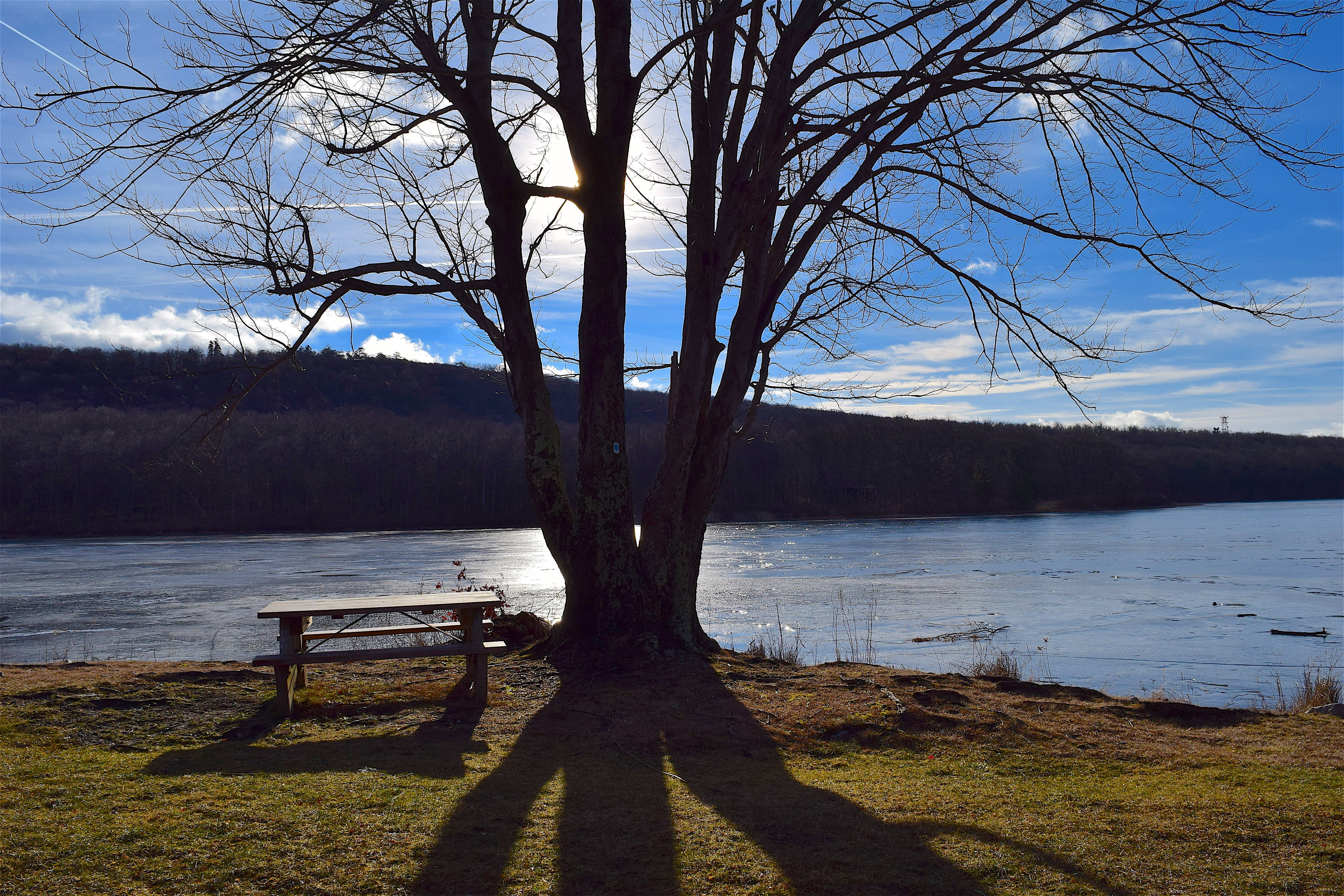 tree, shadow, lake, winter, cold, sunlight, silhouette, grass
