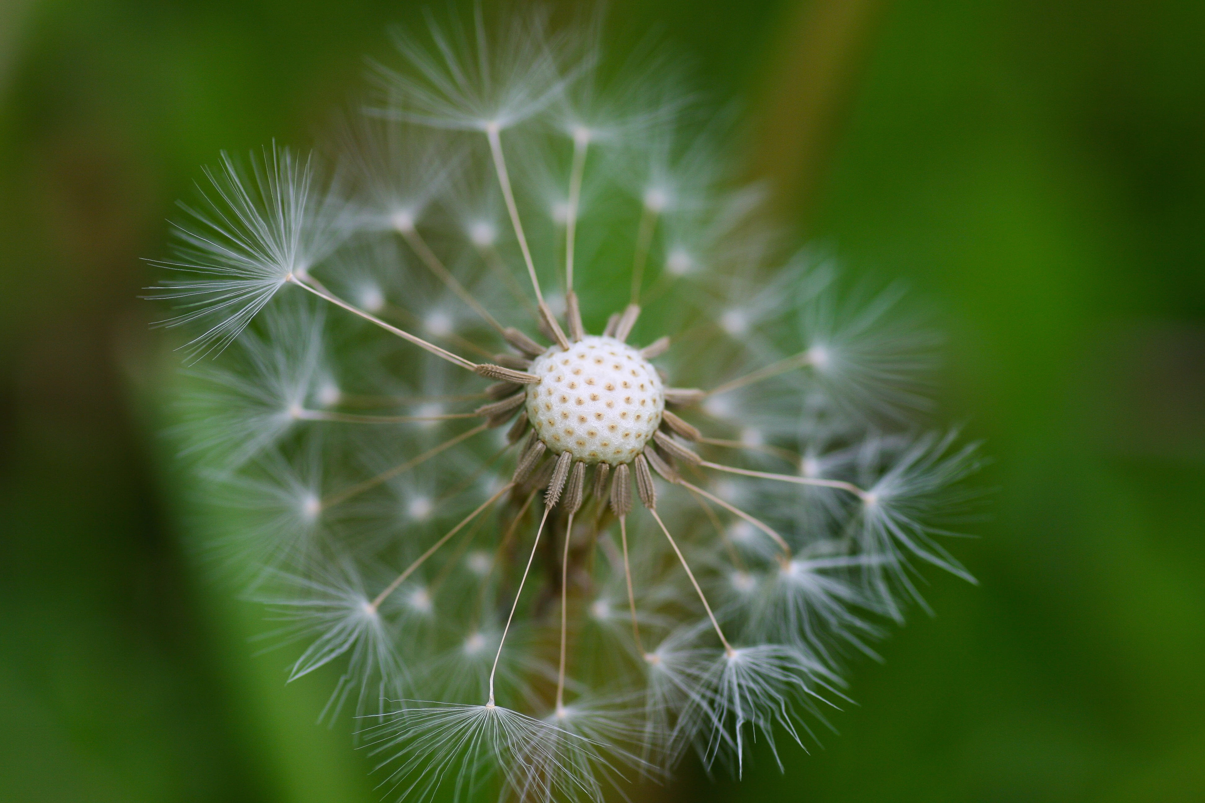 dandelion, dandelion fluff, macro, soft, white, botany, delicate