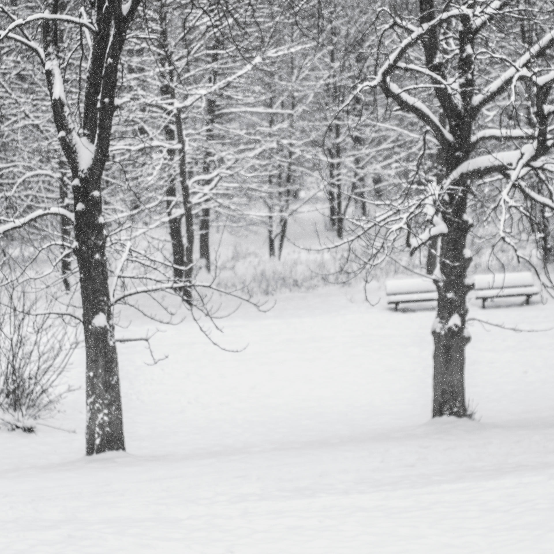 winter, snow, tree, cold temperature, bare tree, plant, branch