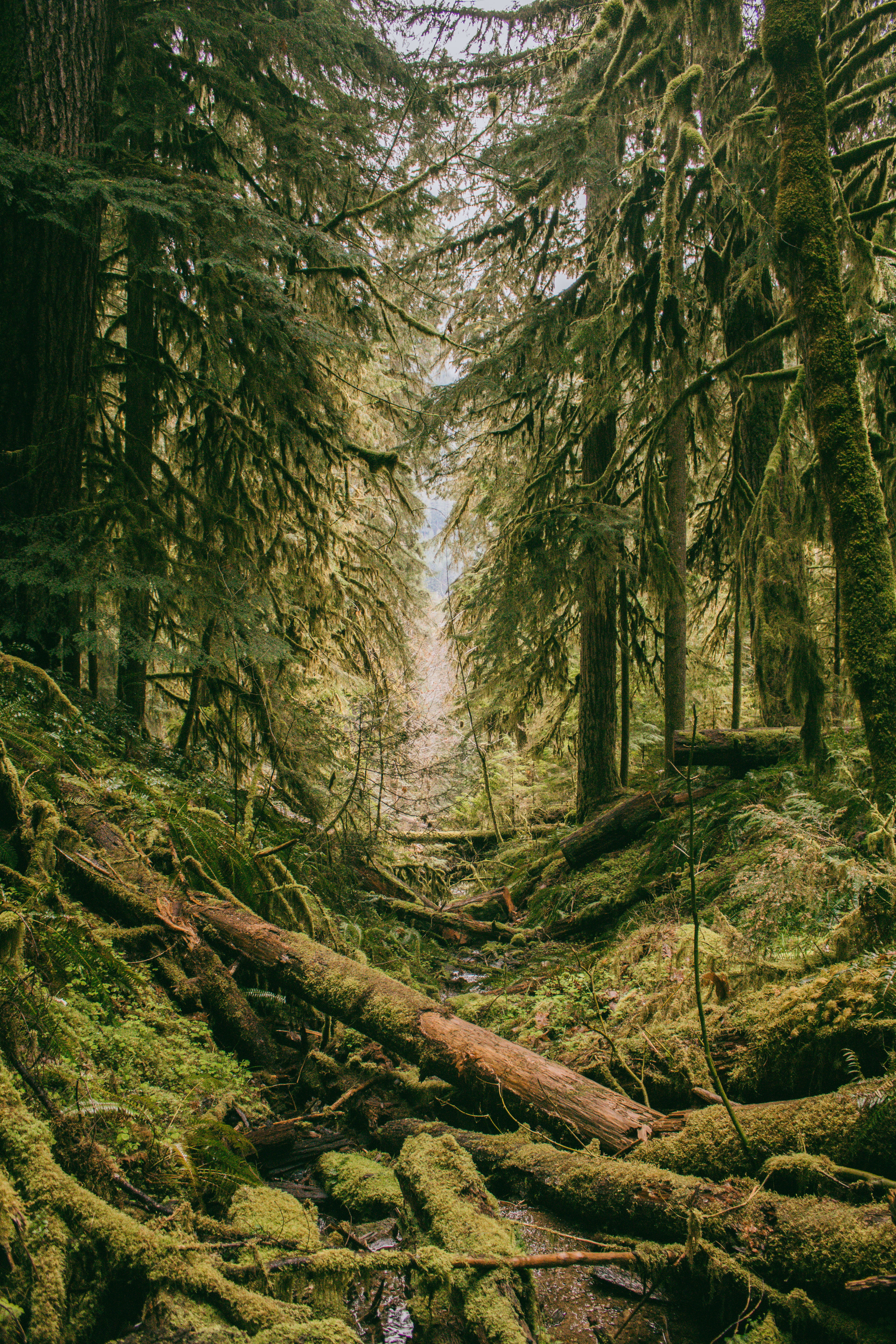 mossy forest, forest trees, Broken, Log, Path, riverbed, woods