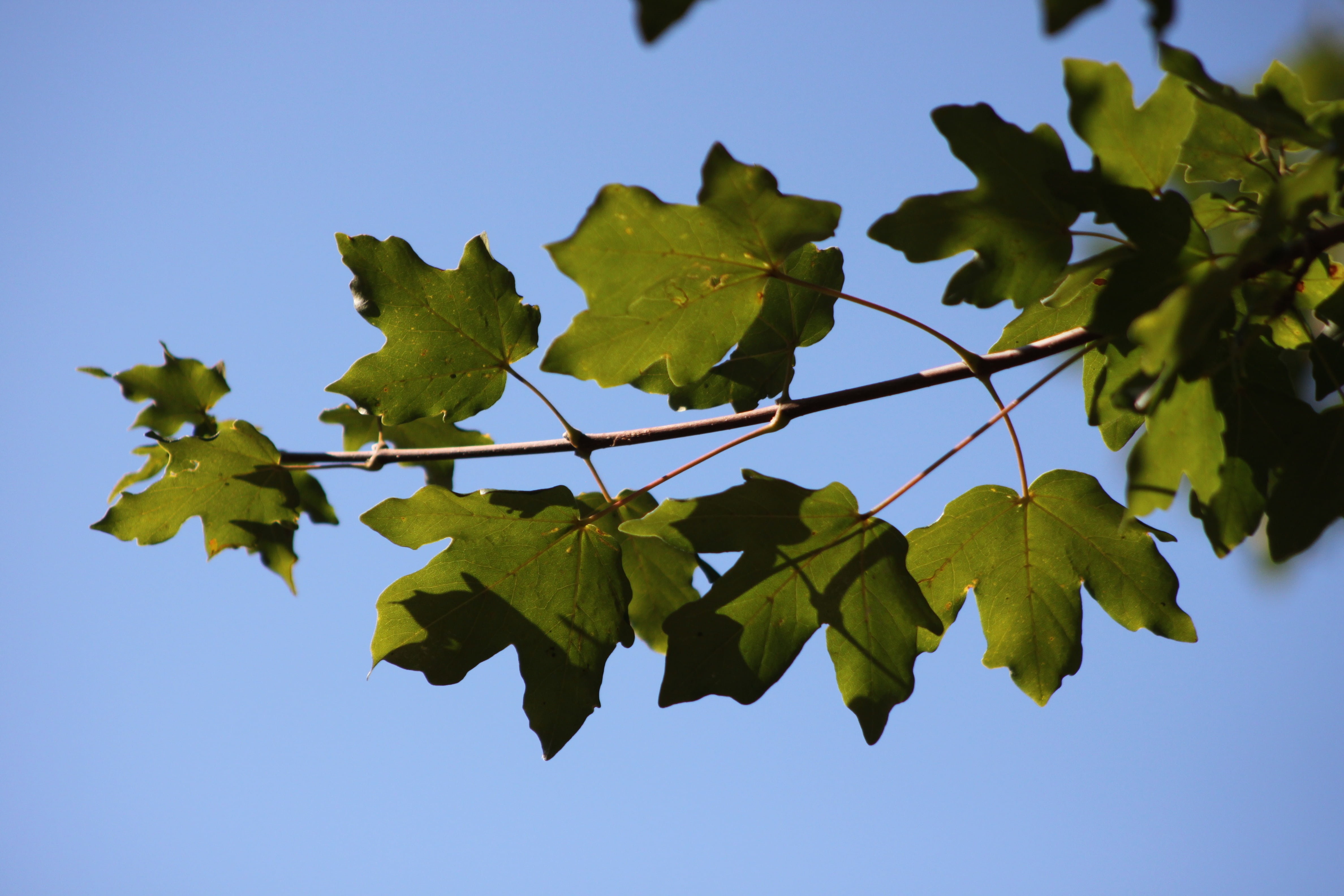 branch, reverse light, tree, nature, sky, blue, silhouette
