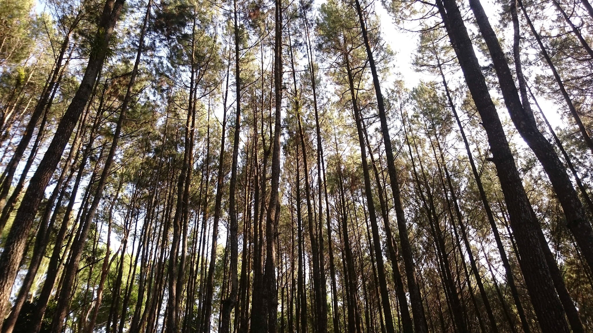 pine, forest, trees, low angle view, plant, tree trunk, land