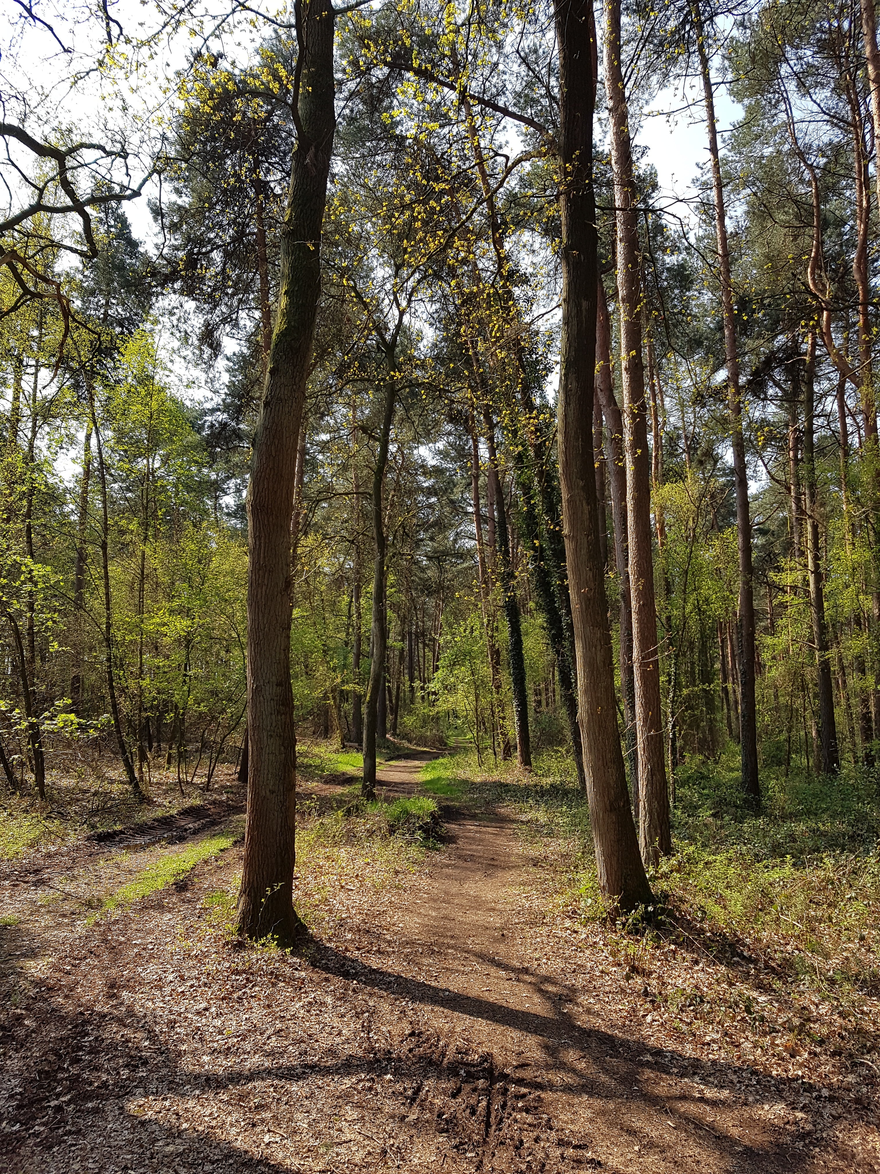 forest path, trees, morgenstimmung, plant, land, tranquility