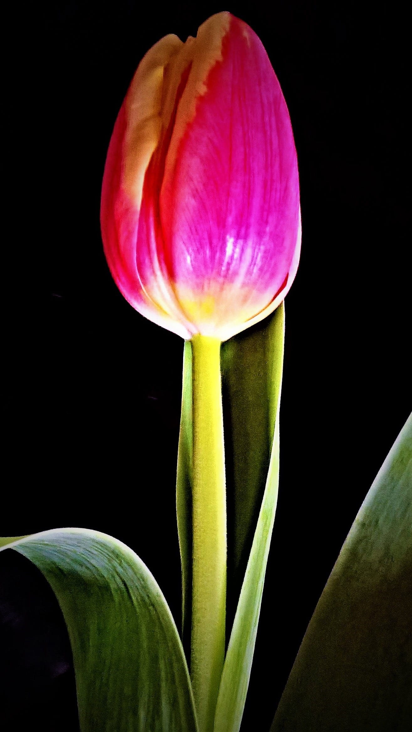 pink Tulip flower close-up photography, single bloom, yellow