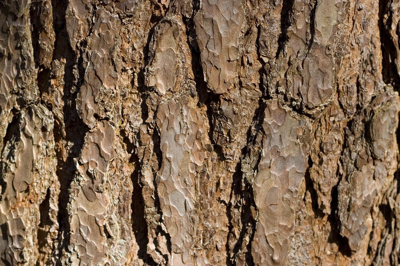 tree, bark, brown, texture, background, detail, macro, textured