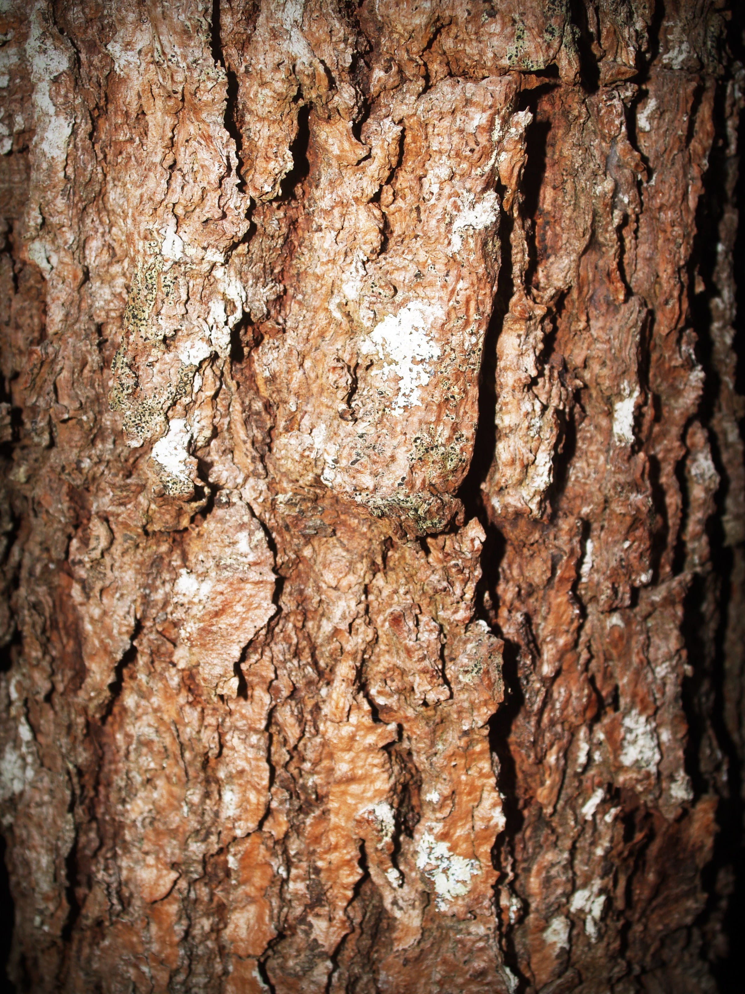 wood, trunk, tree, tree trunk, close-up, tree bark, textured