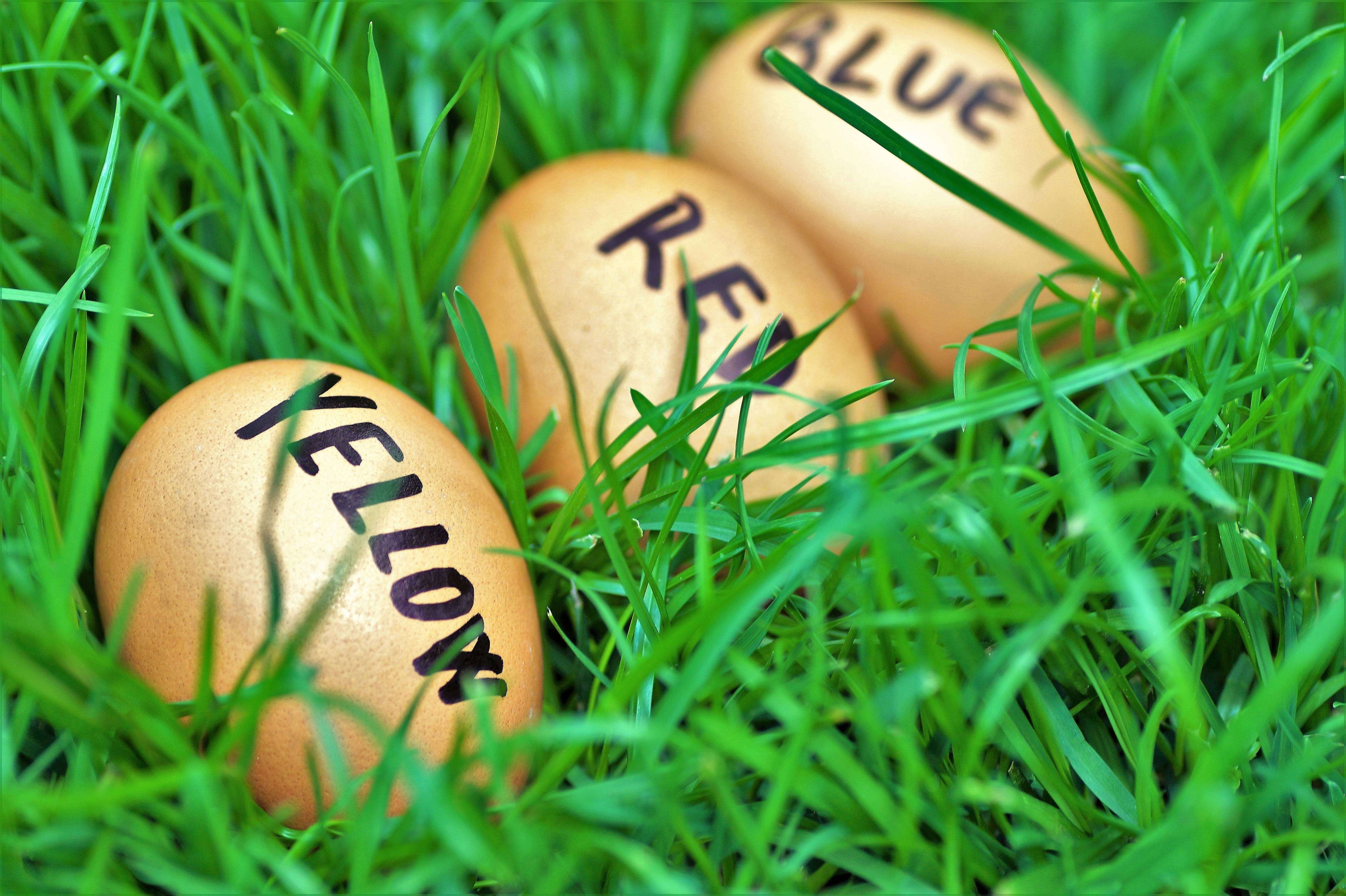 easter, eggs, easter eggs, joke, color eggs, easter time, spring