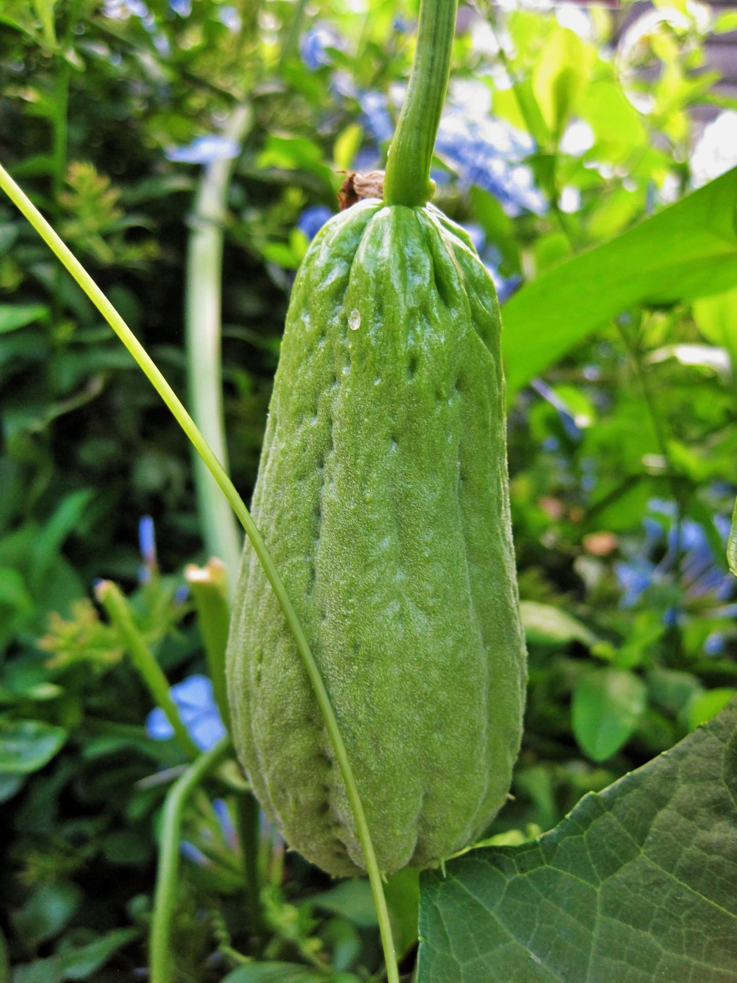 squash, shu-shu, fruit, green, oblong, produce, green color