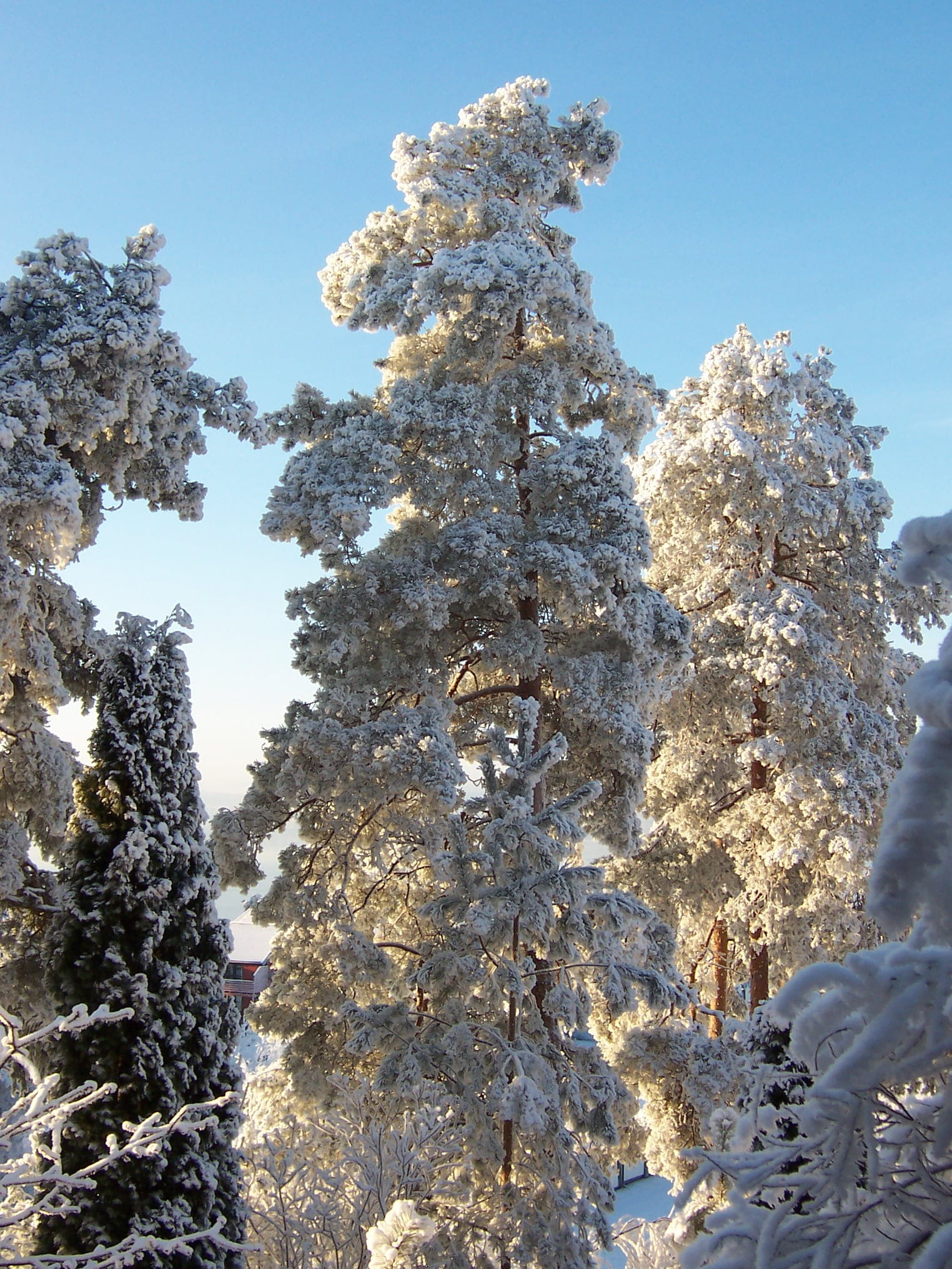 White, Pine, Snow, winter, cold temperature, tree, nature, pine tree