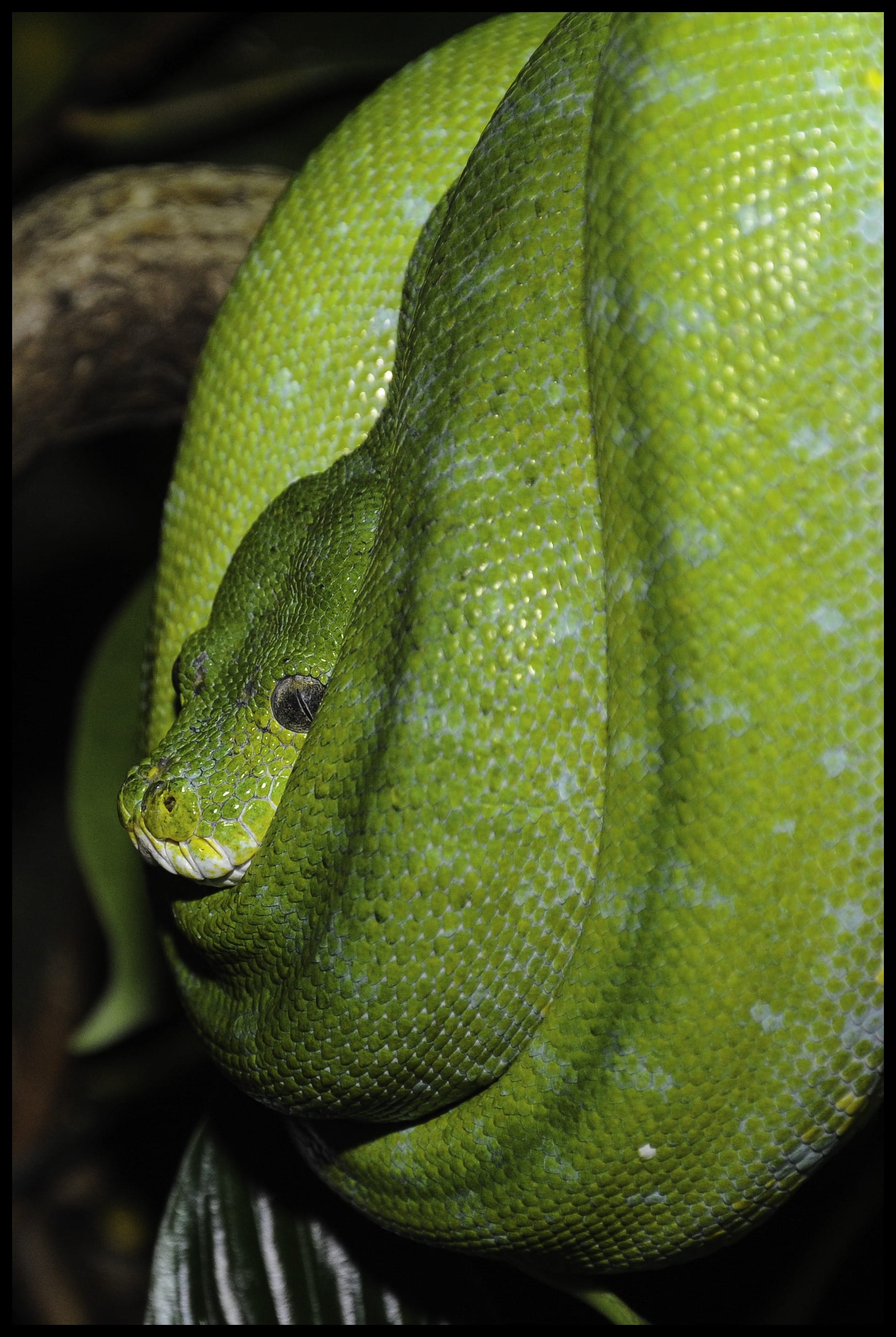 Green Snake, Zoo, green tree python, animal world, reptile