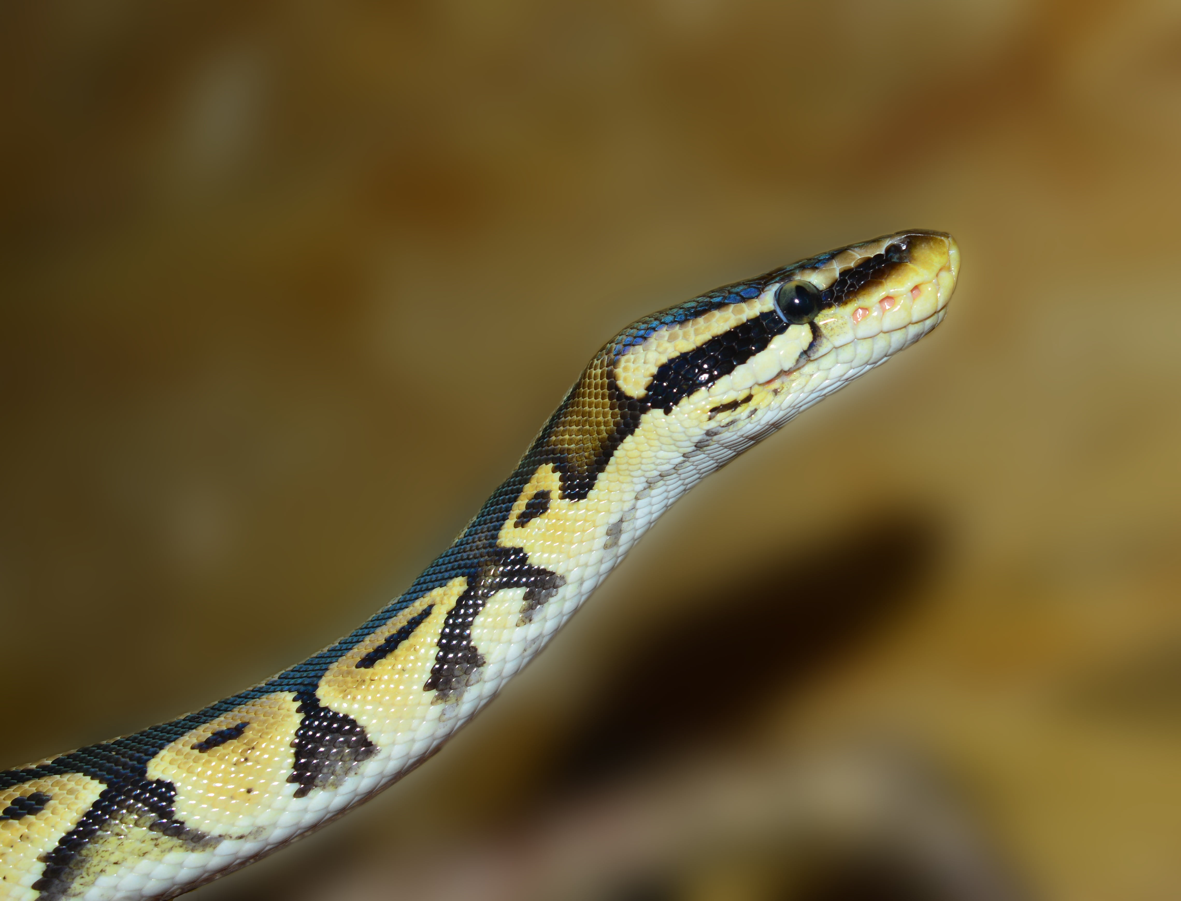 close up of brown and black snake, python, ball python, animal