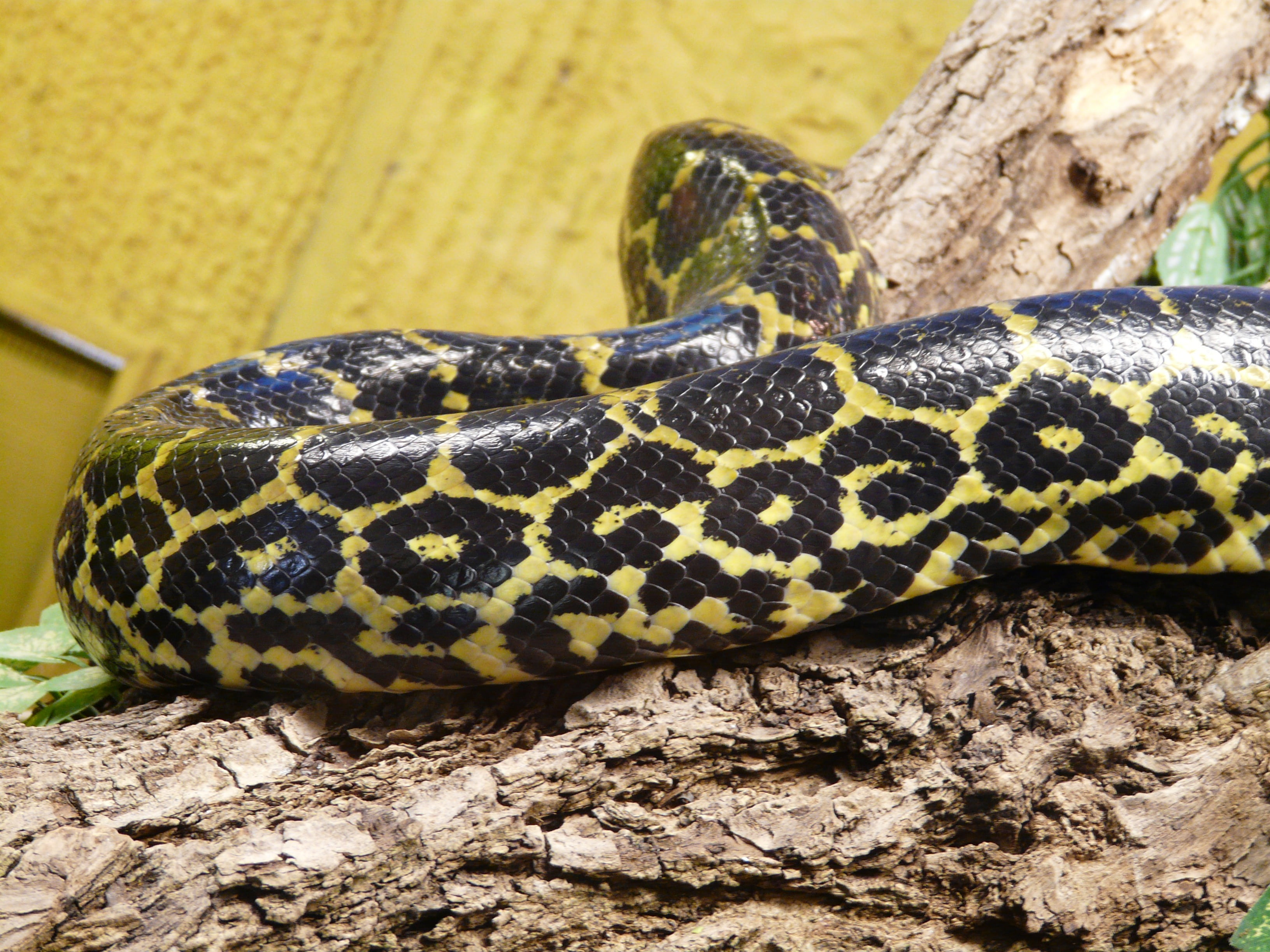 dark tigerpython, snake, python molurus bivittatus, pattern