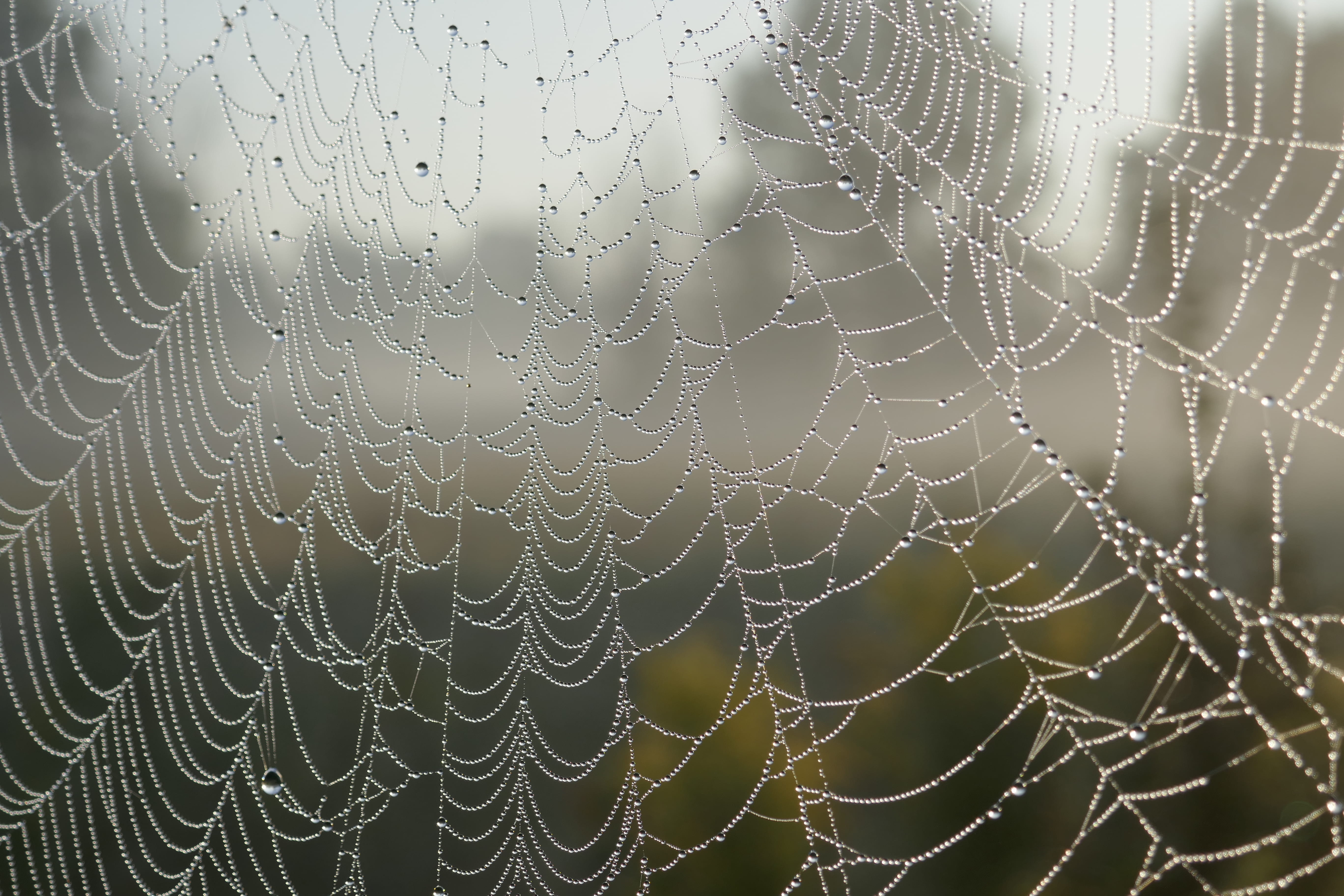 pattern, macro, cobweb, spider's web, close-up, spider web, spiderweb