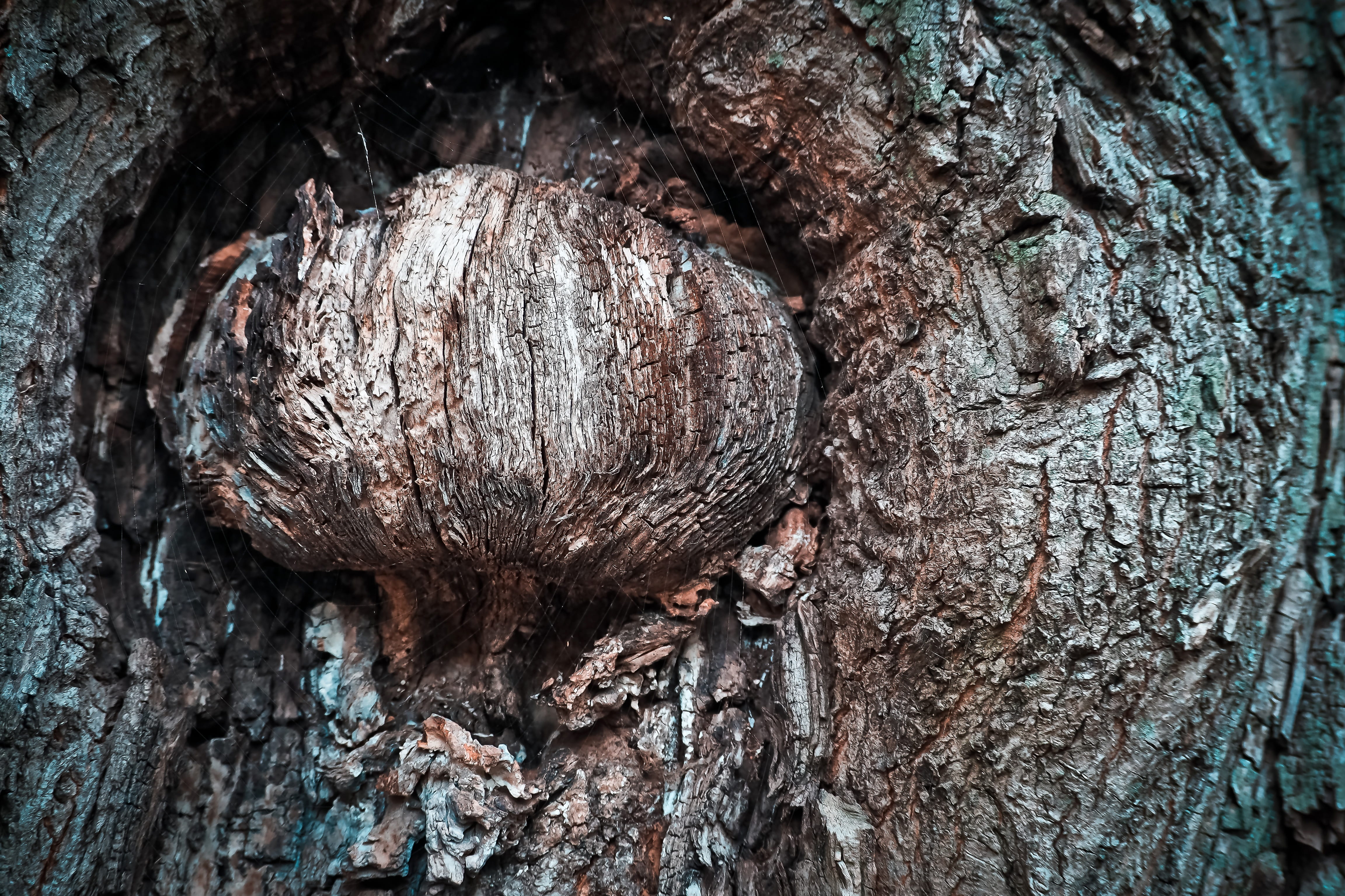 tree, bark, log, nature, forest, wood, structure, oak, old