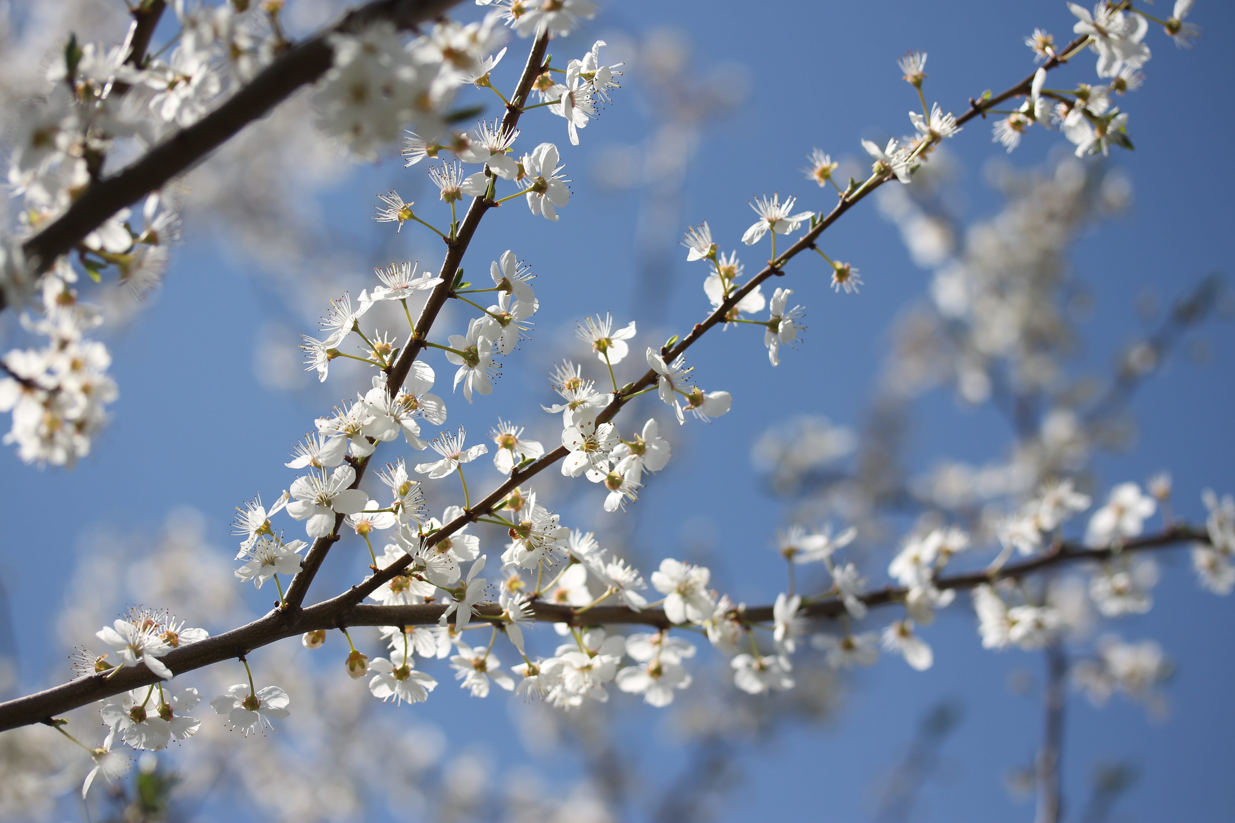 flowers, casey, white, spring, fruit tree, corcodus, sky, blossom