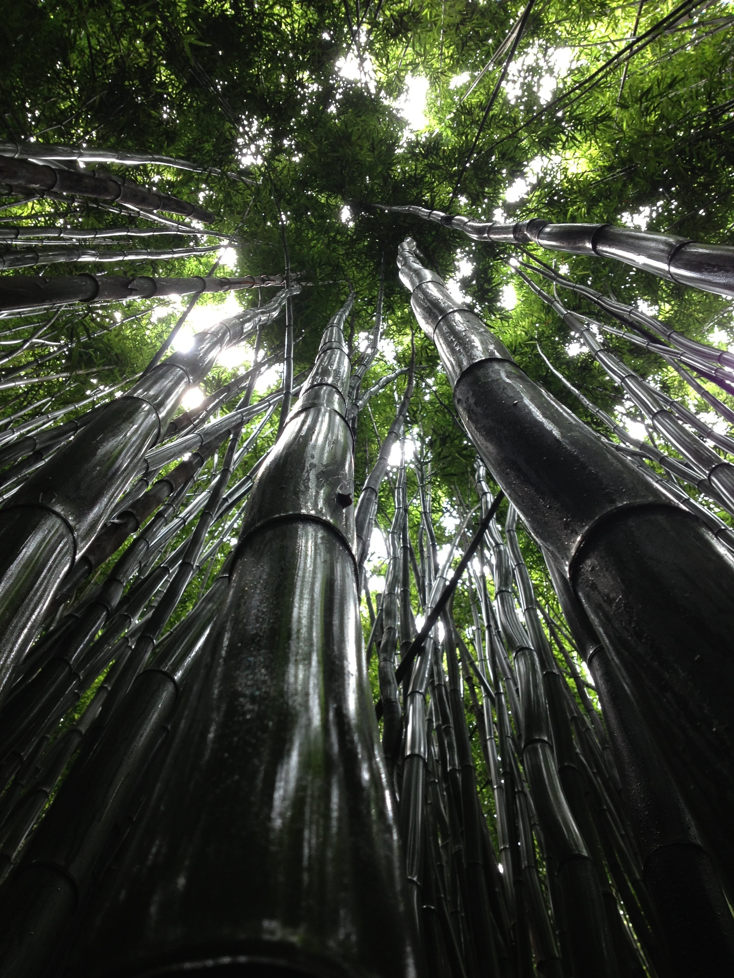 trees, perspective, foliage, branches, forest, woods, tree trunks