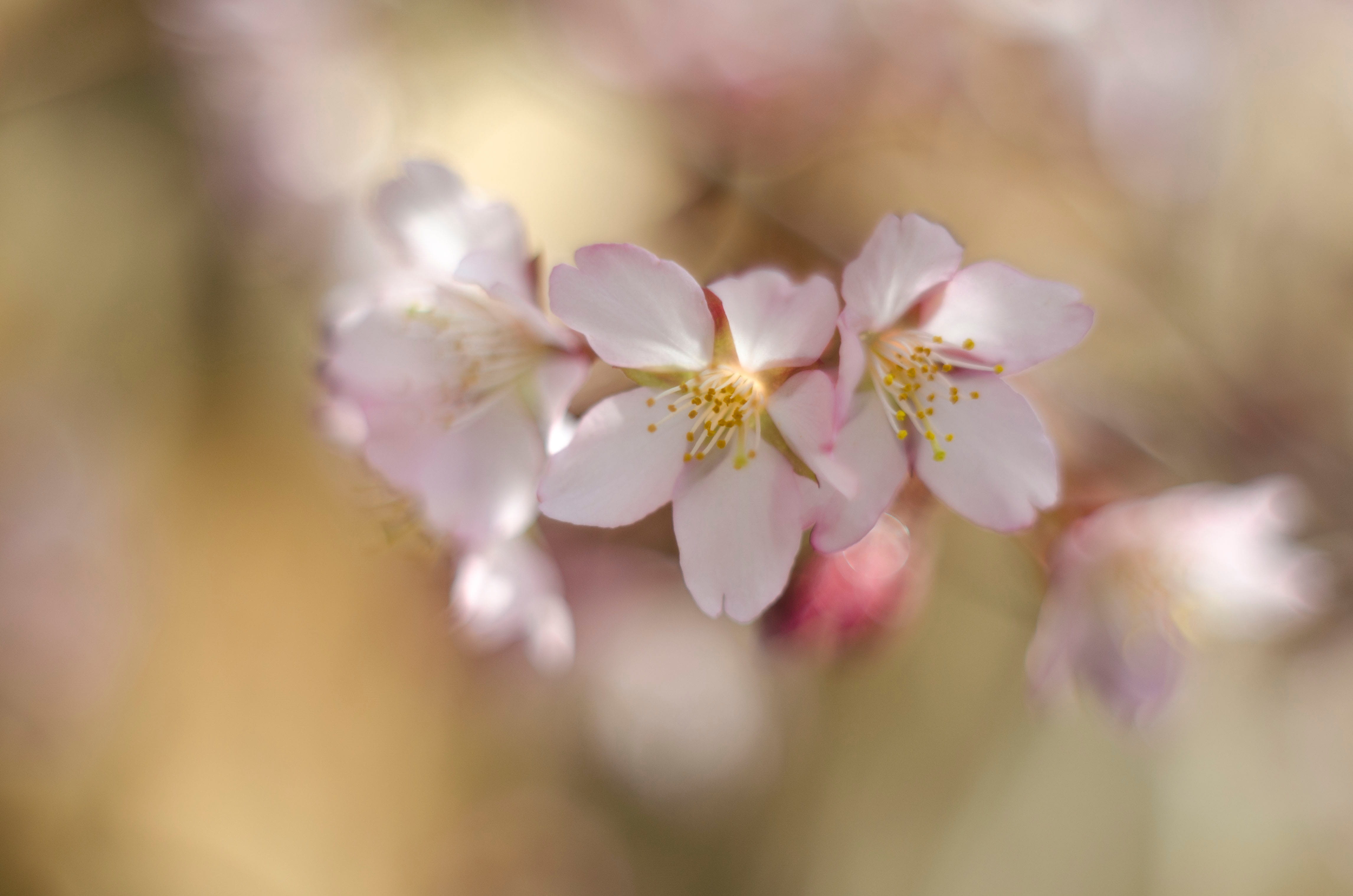 Flowers, Cherry, Spring, Spring, Branch, blossoming cherry