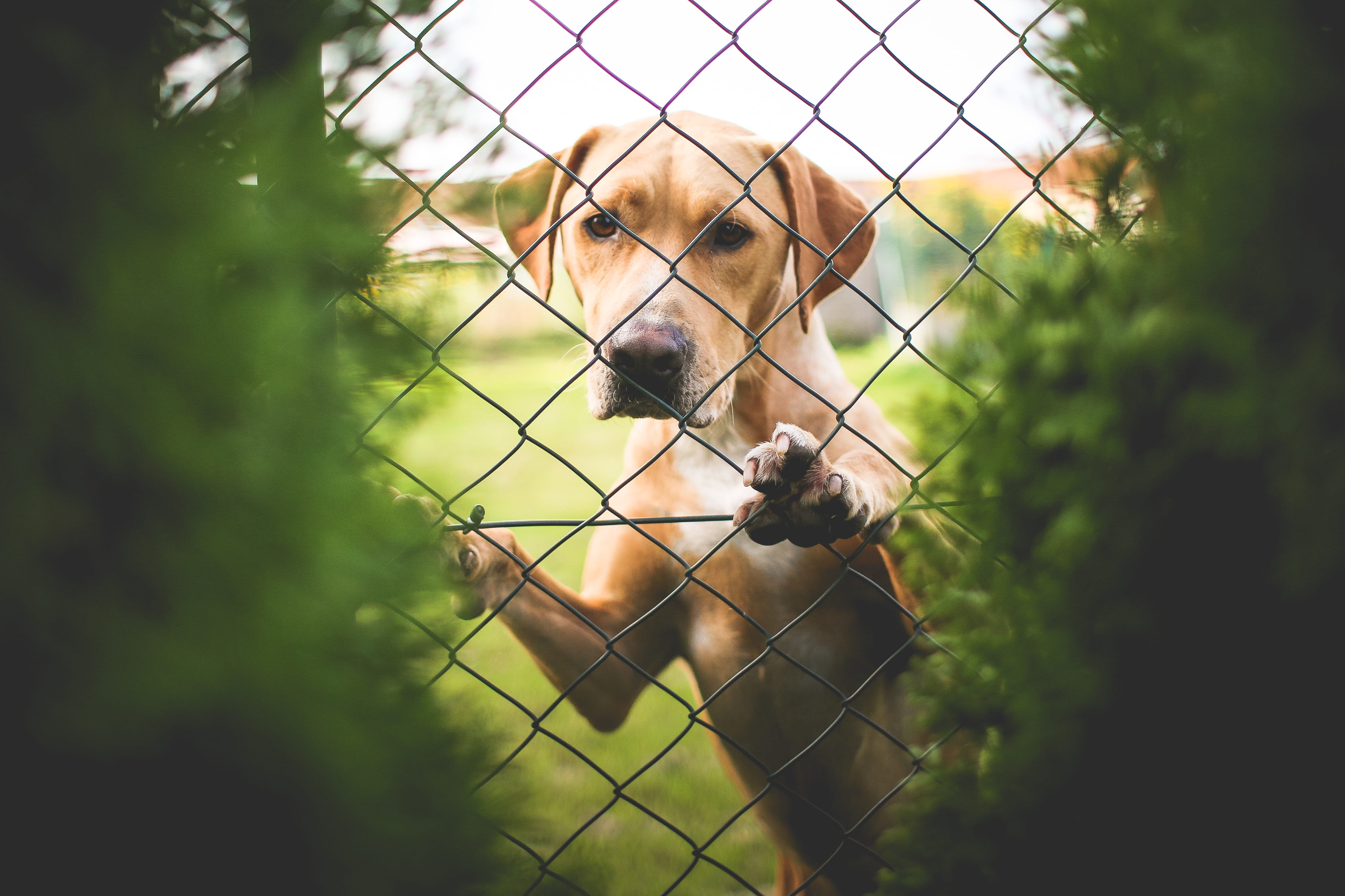 Golden Retriever Behind The Fence, animal, dogs, gardens, pets