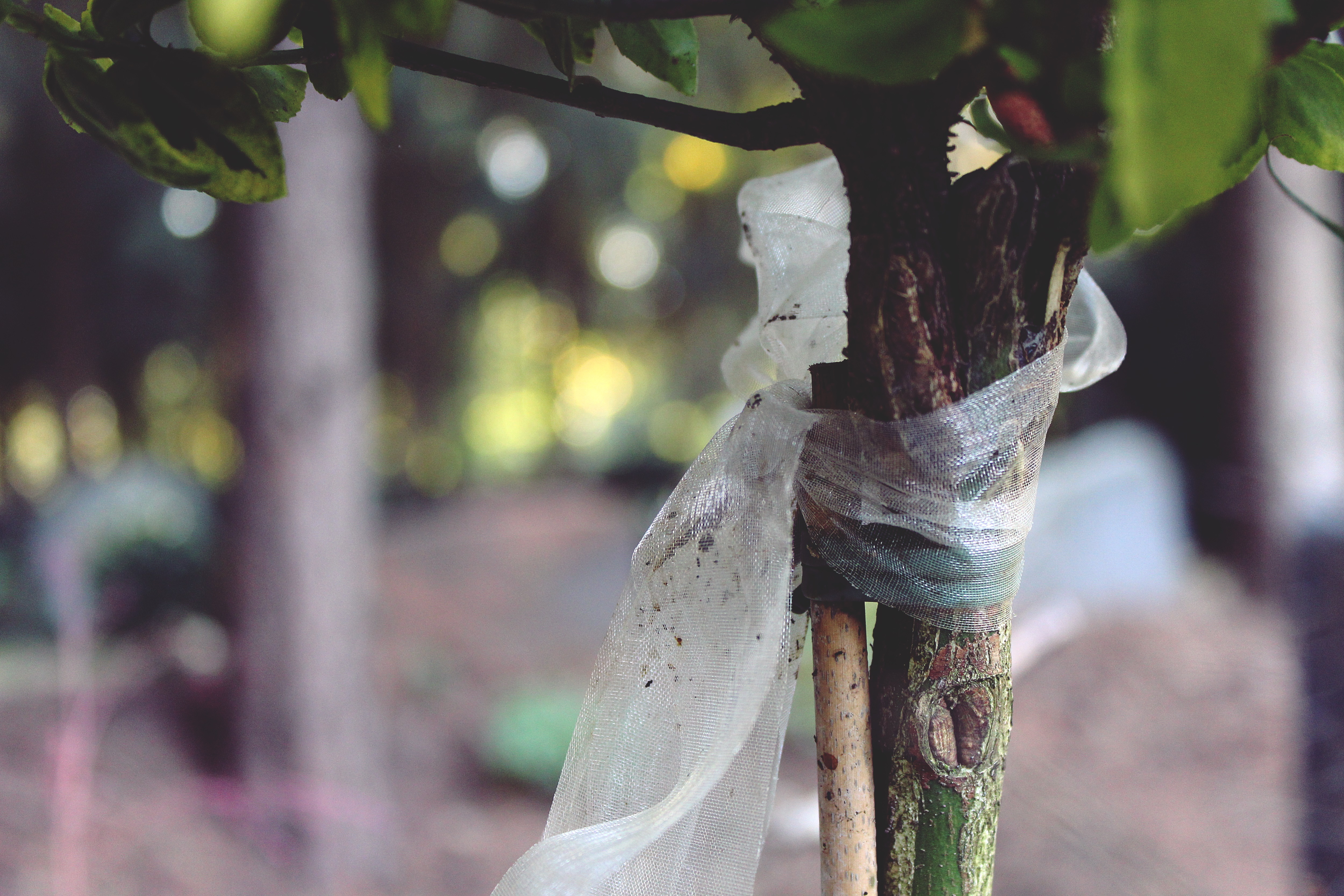tree, loop, mourning, mourning loop, funeral, leaves, close
