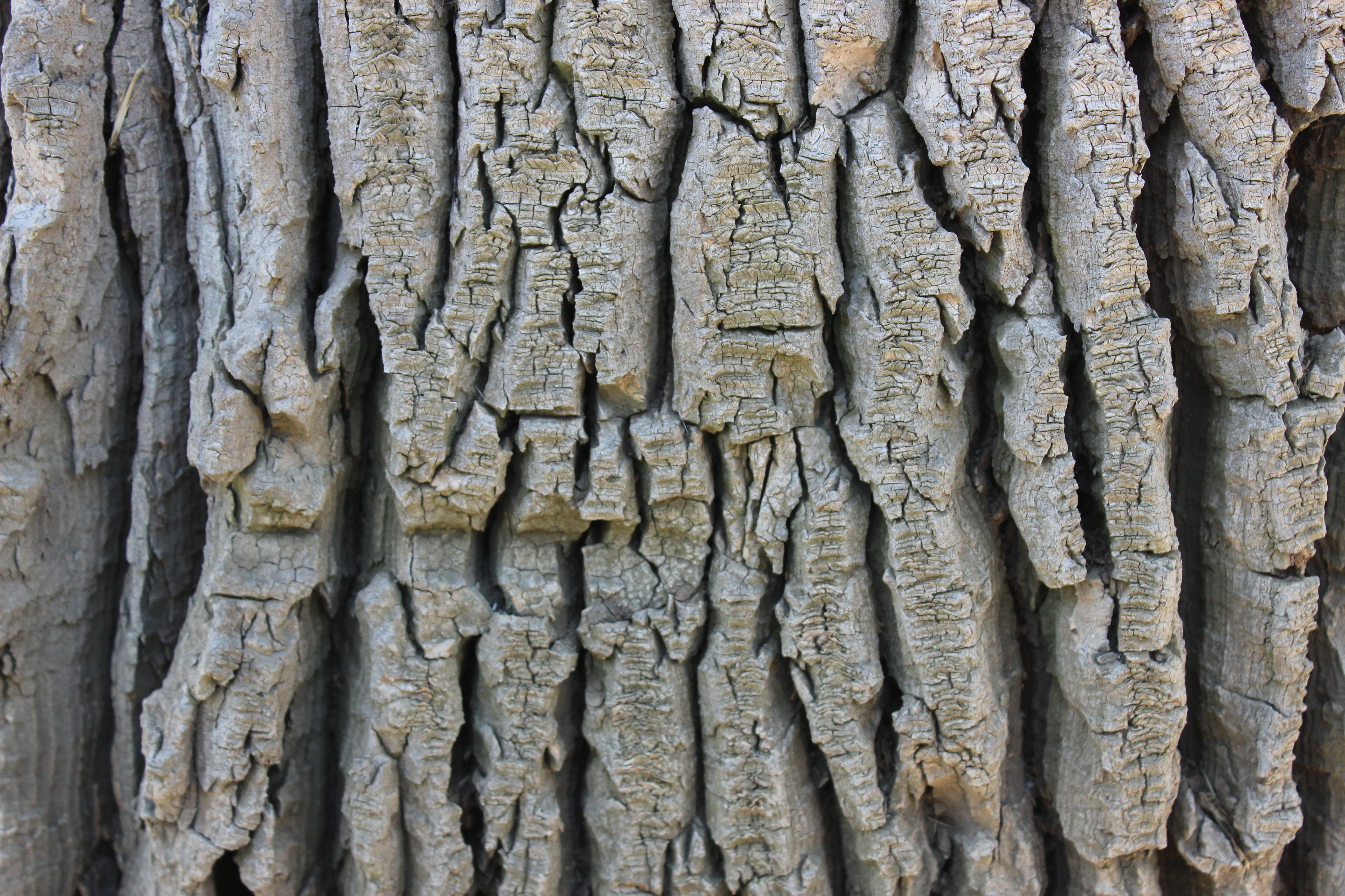 tree, bark, texture, wood, trunk, tree trunk, full frame, plant