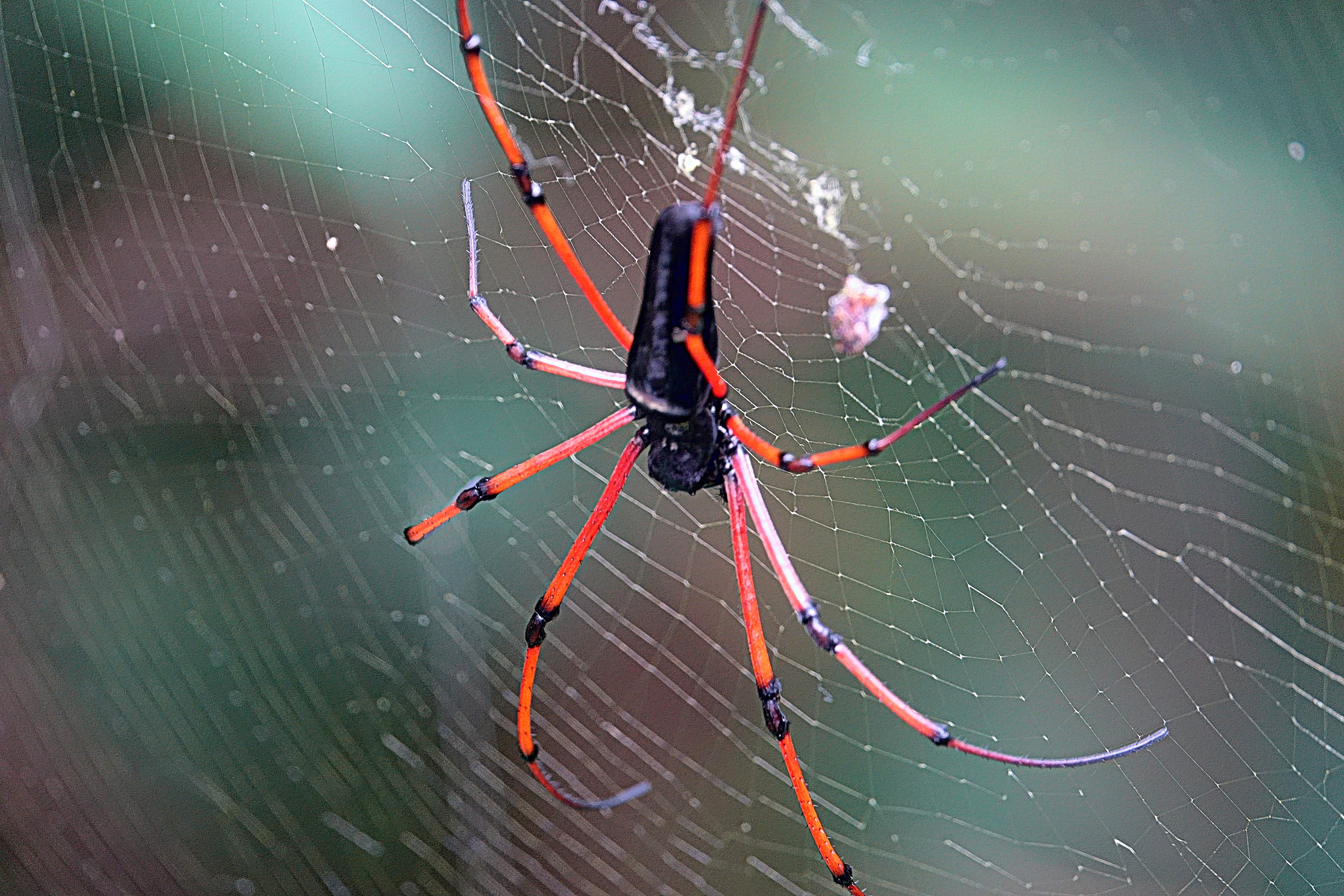 spider, arachnid, cobweb, case, spider web, arthropod, fragility