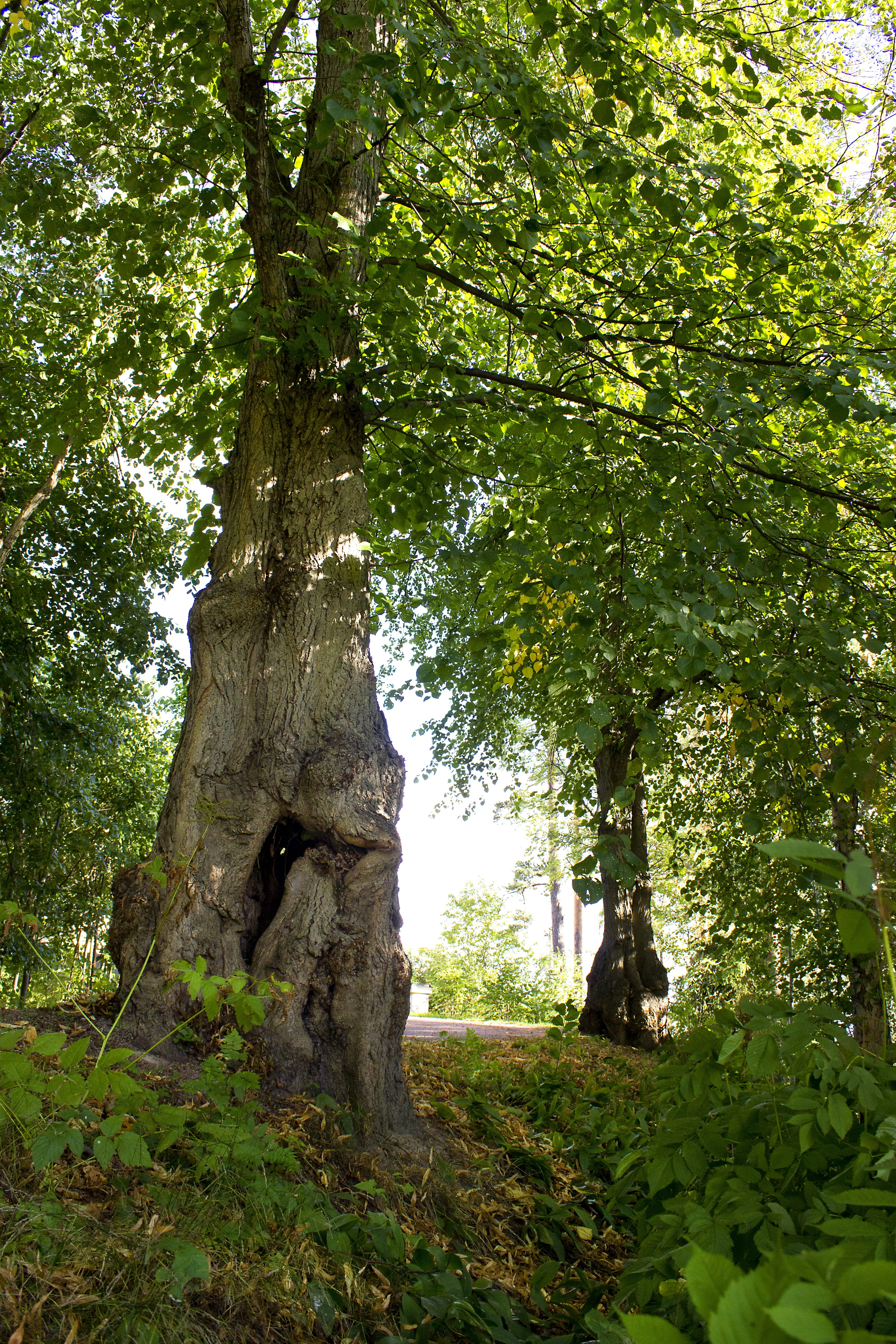 tree, deciduous forest, greenery, tree trunk, plant, growth