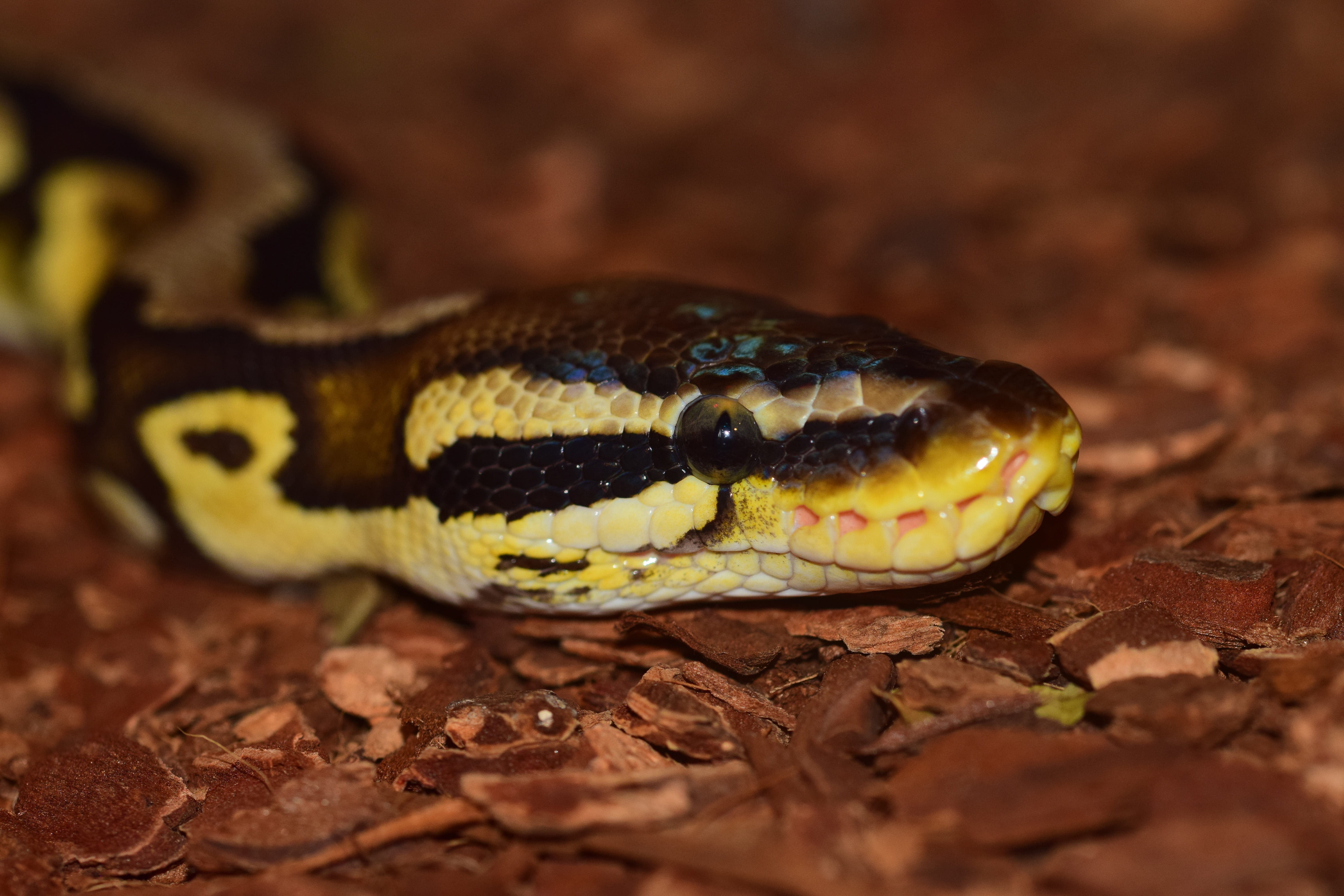 Snake, Constrictor, Reptile, Python, scale, ball python, head