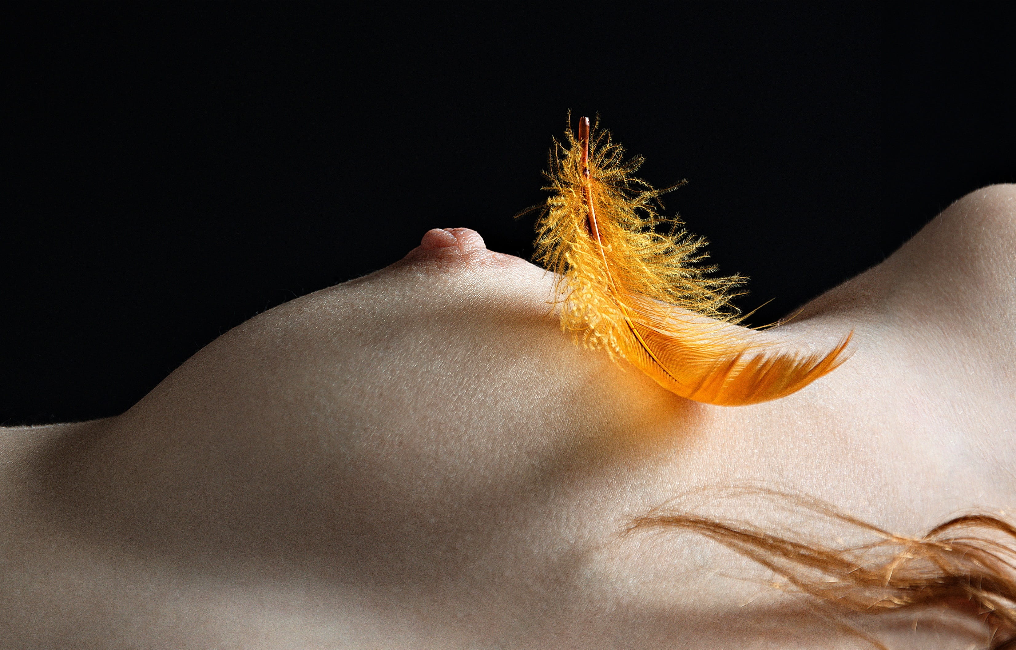 breast, a feather, closeup, beauty, body, the act of, studio shot
