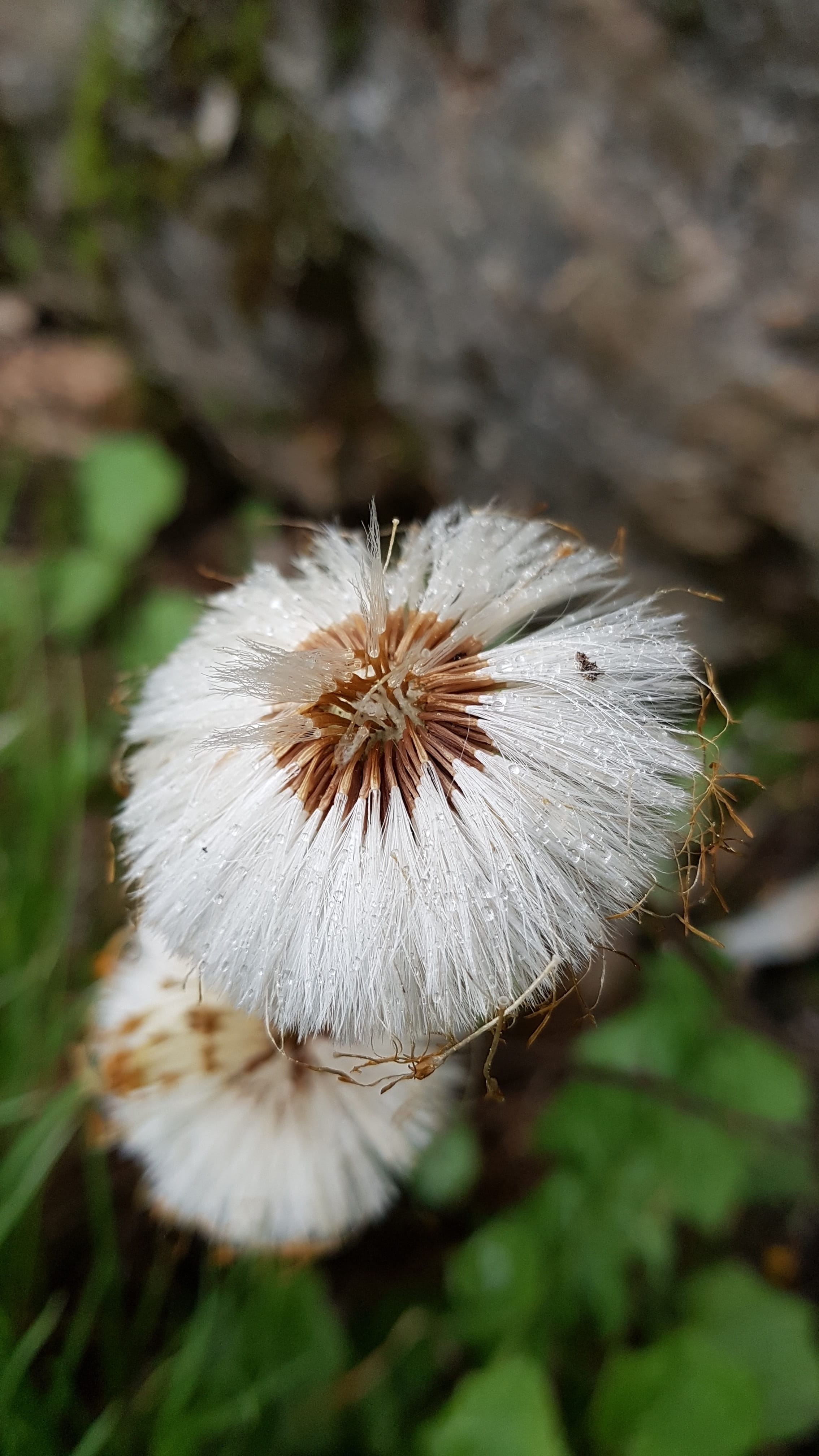 flower, raindrop, fragility, vulnerability, freshness, close-up