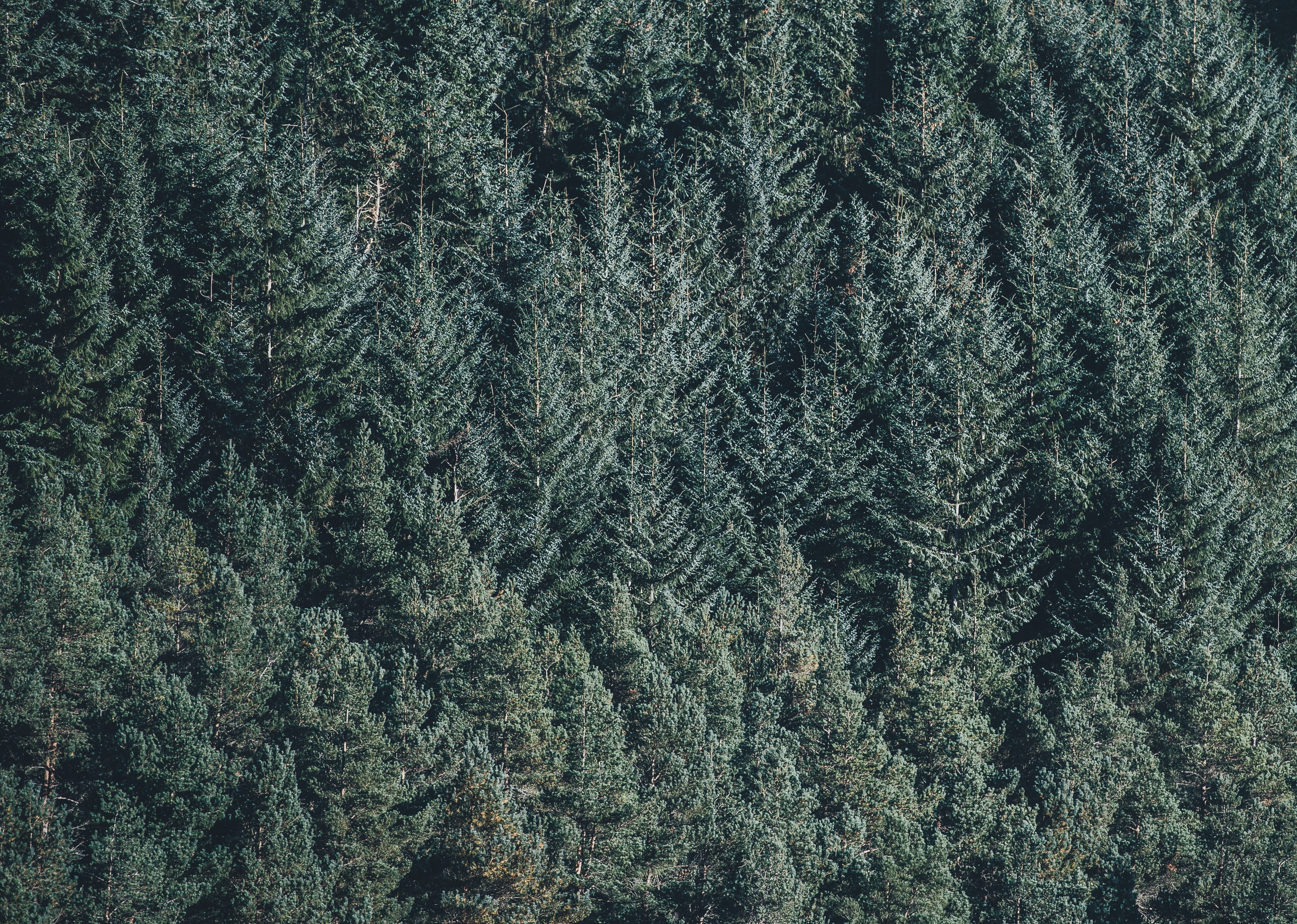 aerial photo of green trees, forest, gray, pines, wood, backgrounds