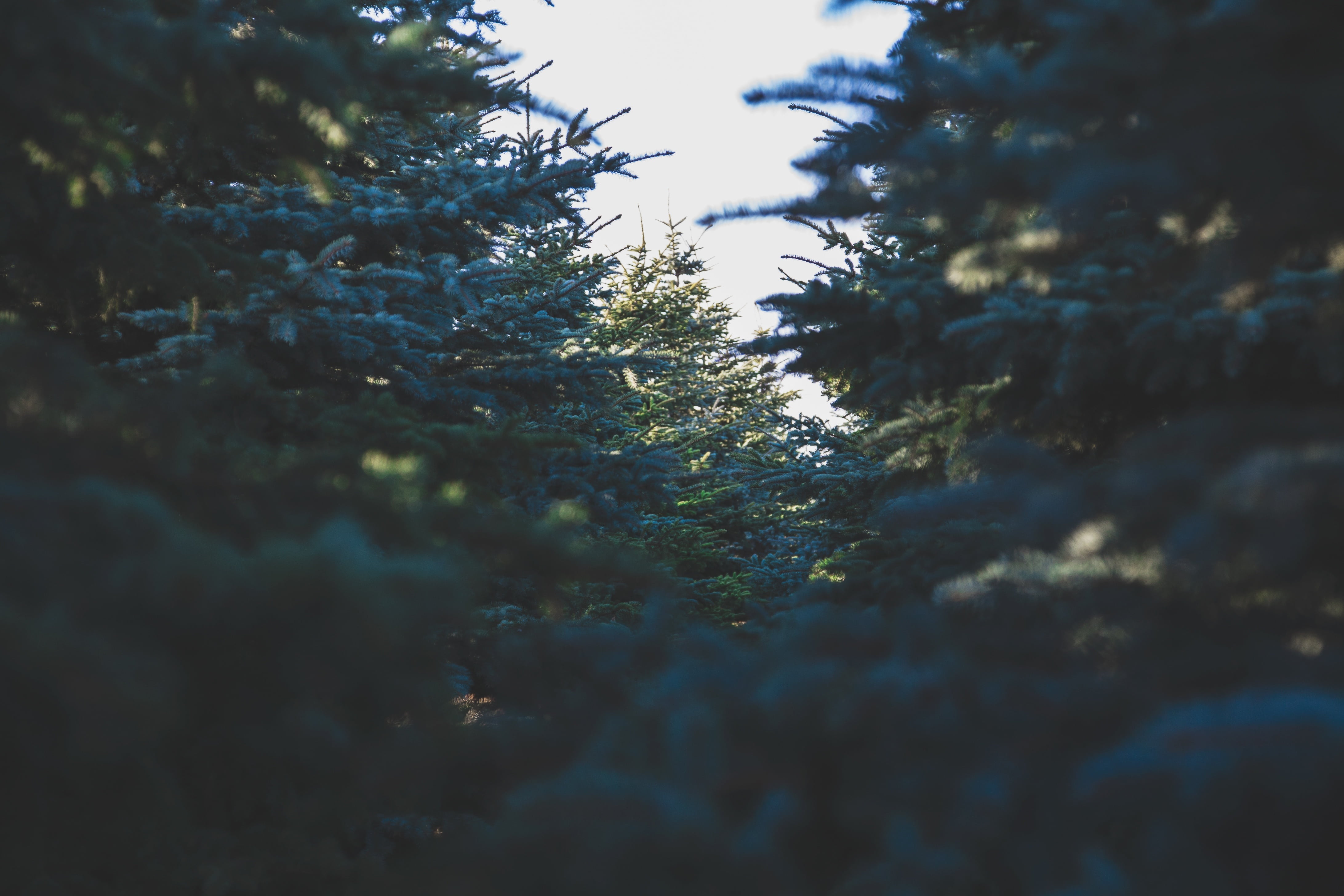 green leafed trees during daytime, evergreen tree, spruce, forest