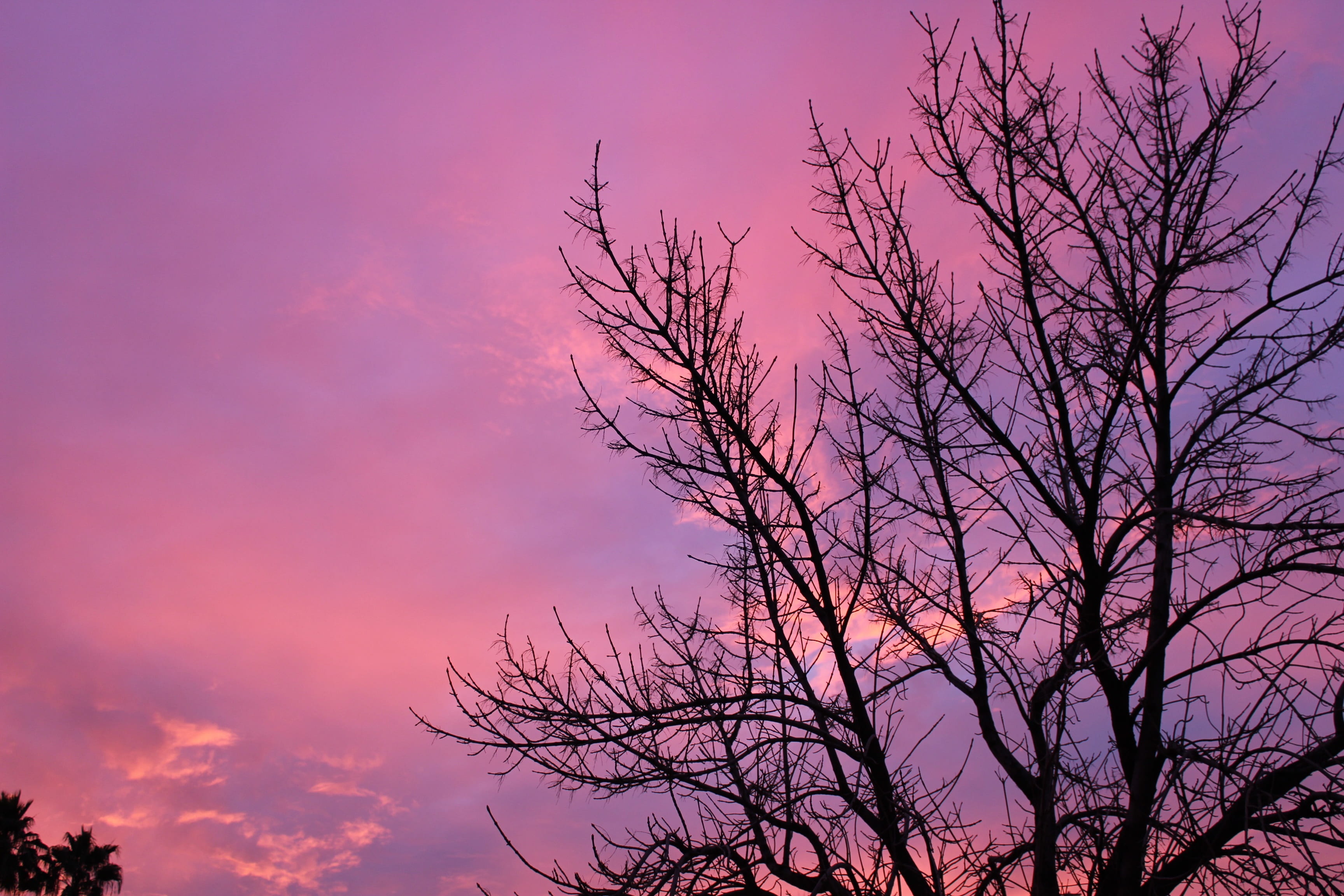 scenery, sky, tree, scenic, clouds, sunset, colorful, cloud - sky