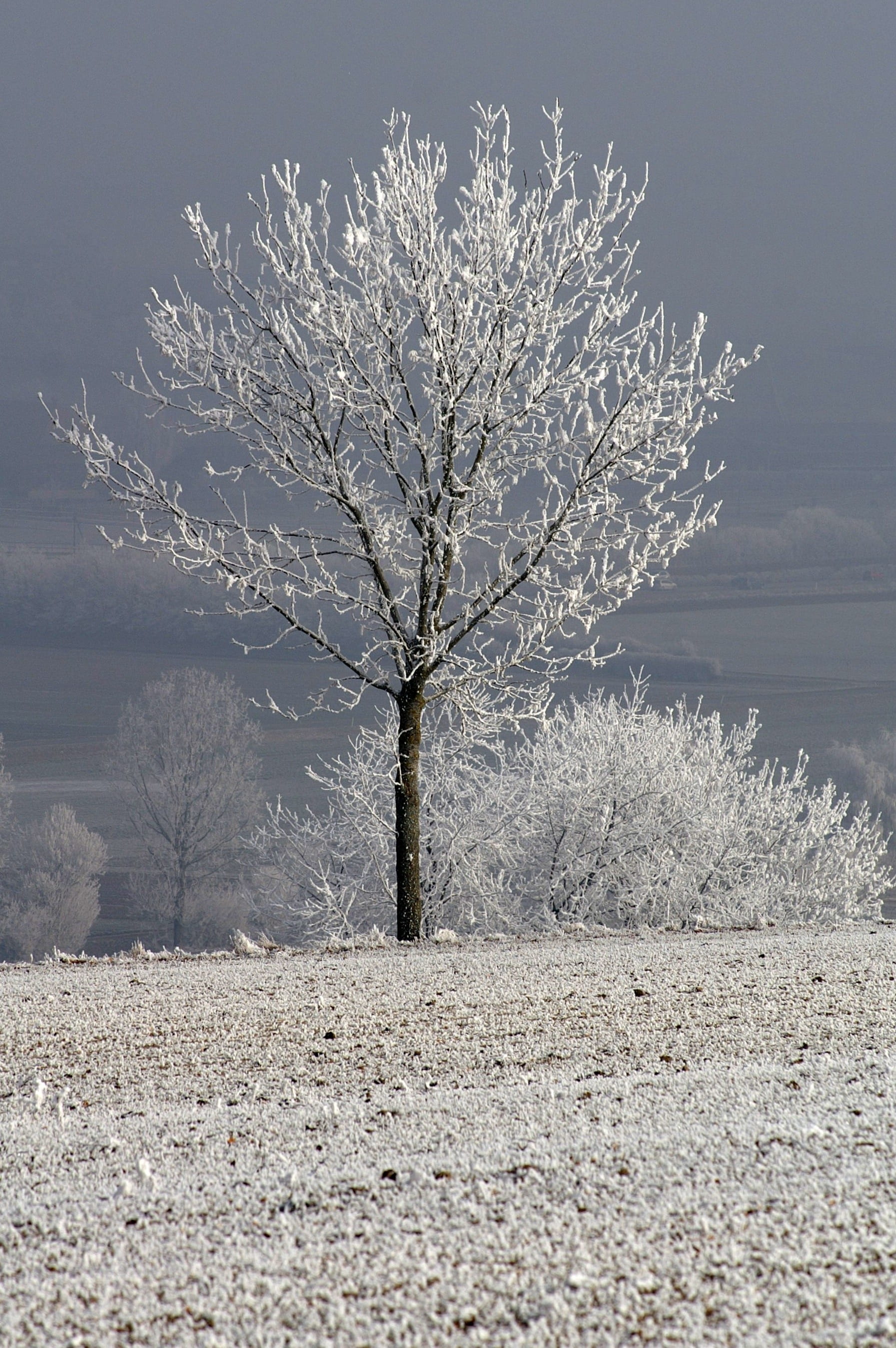 Winter, Snow, Wintry, Cold, Tree, Mood, cold temperature, bare tree