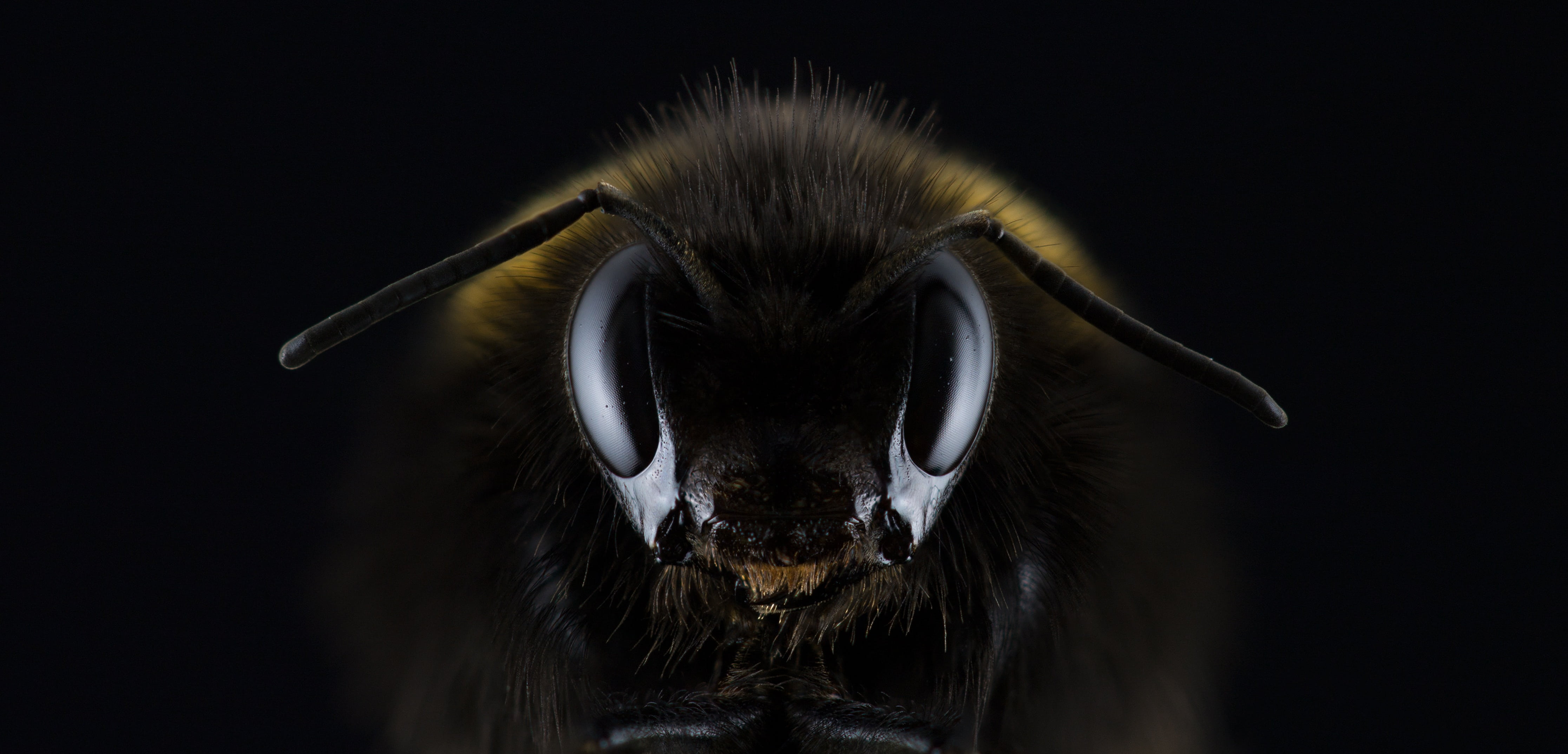 closeup photo of black and yellow bee, hummel, bombus, eye, insect