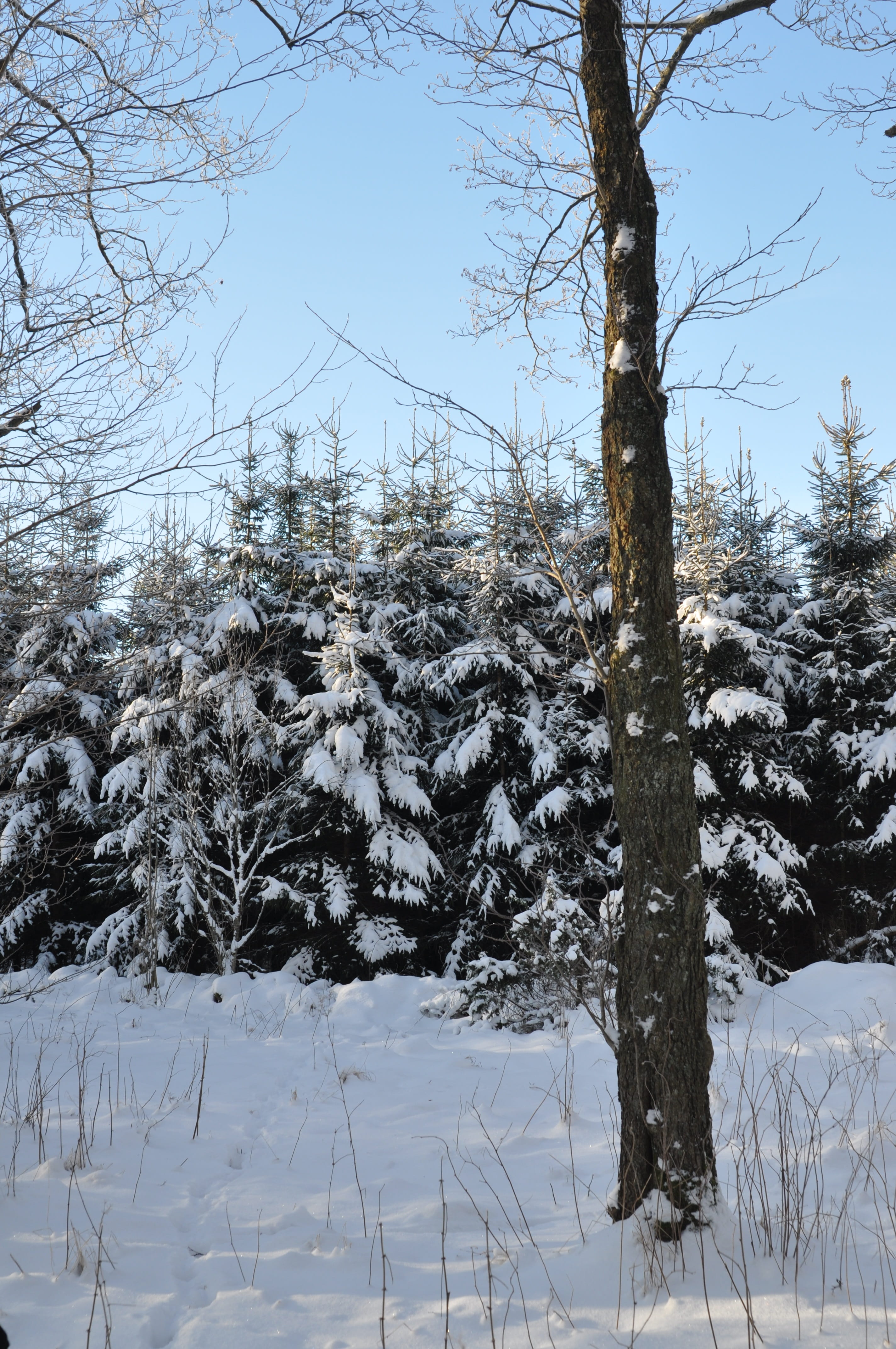 Firs, Tree, Winter, Nature, Snow, christmas tree, cold - Temperature