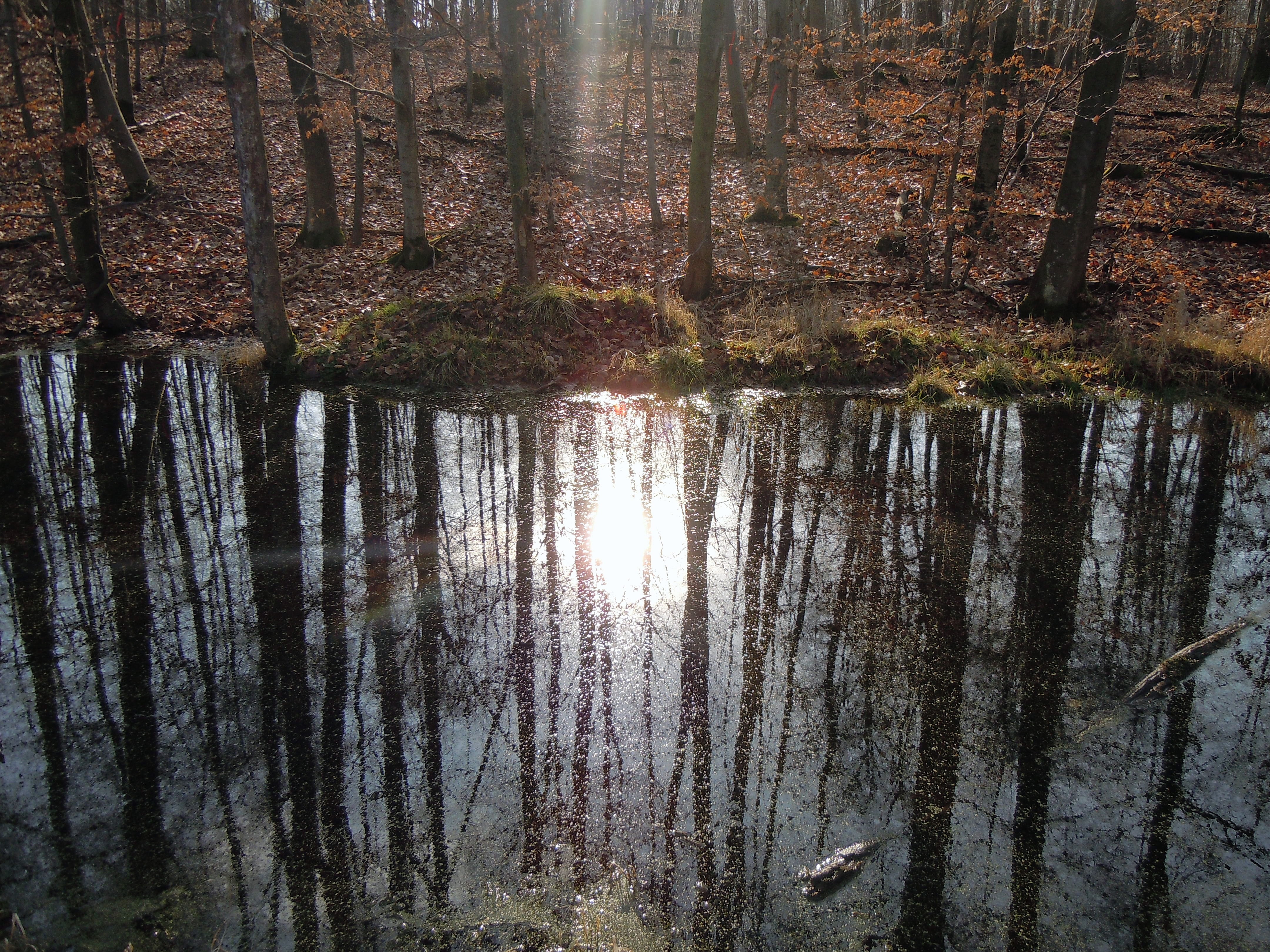 forest, mirroring, back light, river, tree, reflection, water