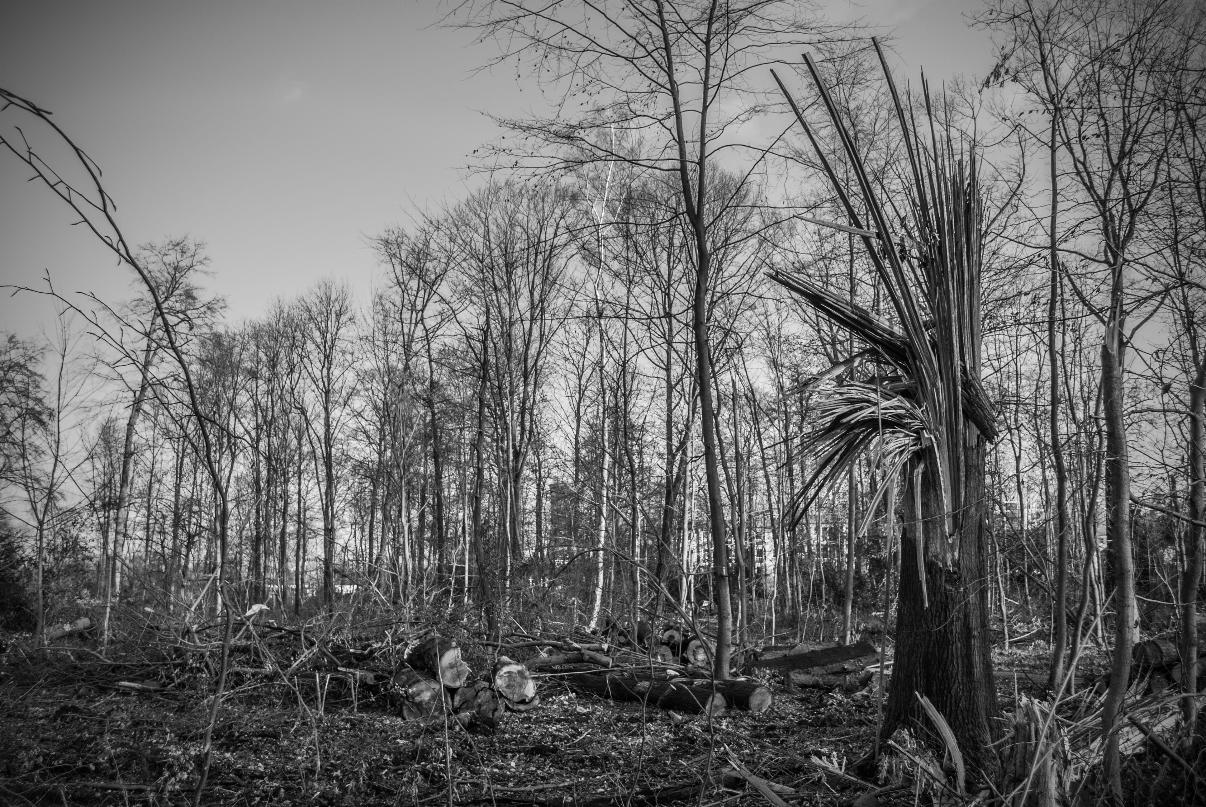 tree damage, storm damage, forward, wind, devastation, landscape