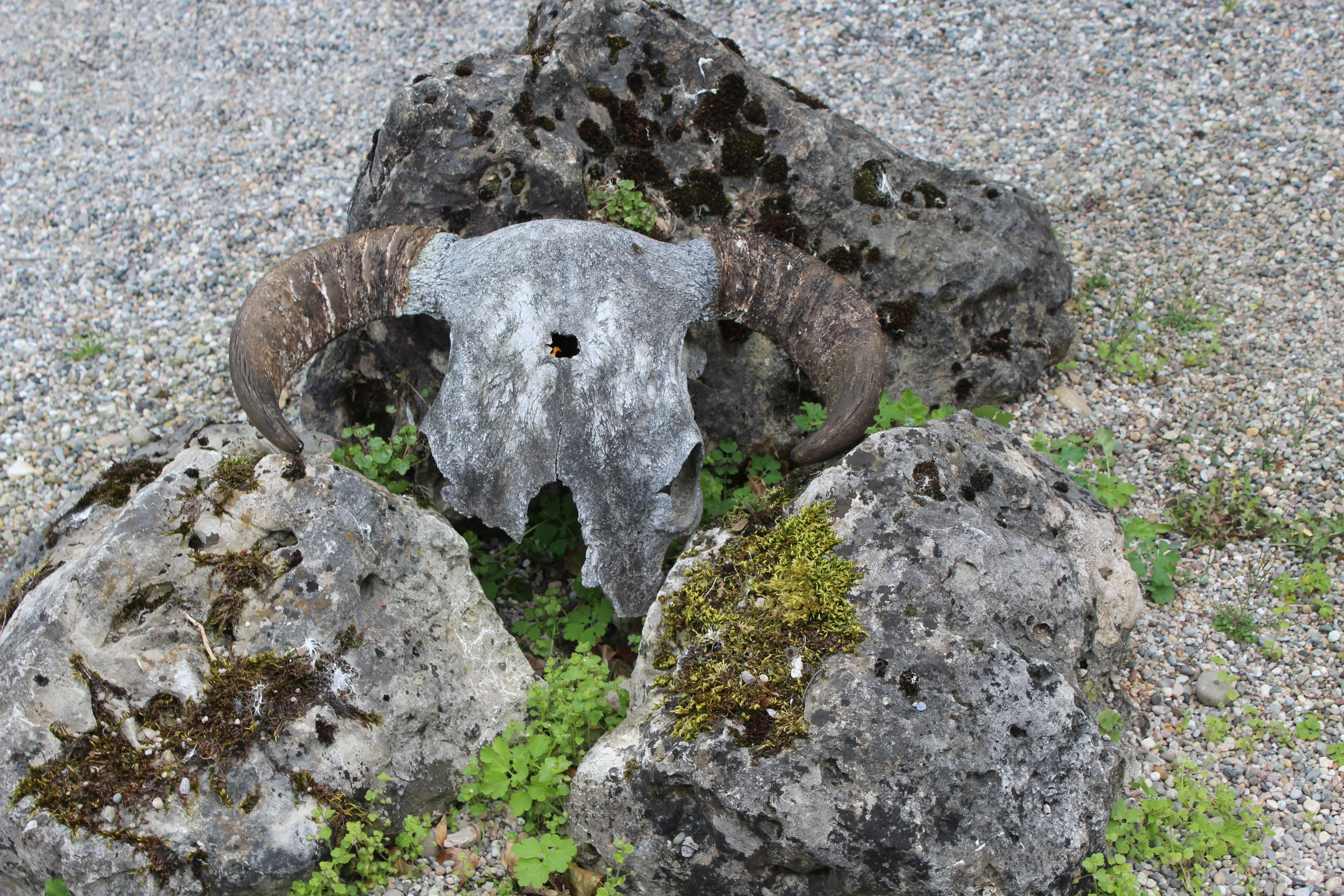 horns, skeleton, skull, bone, rock, solid, rock - object, no people