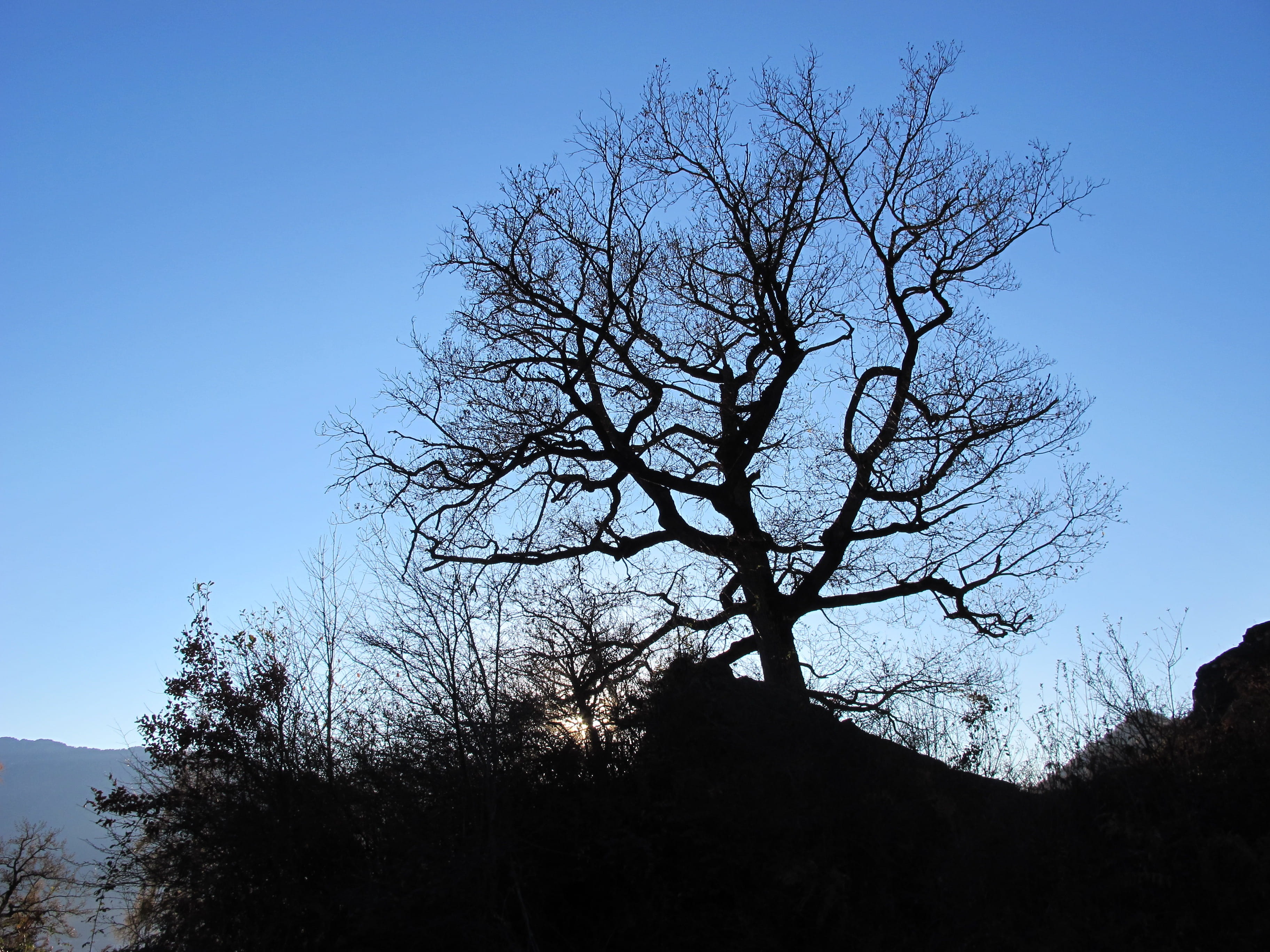 Contrast, Back Light, Landscape, Nature, tree, blue, bare tree