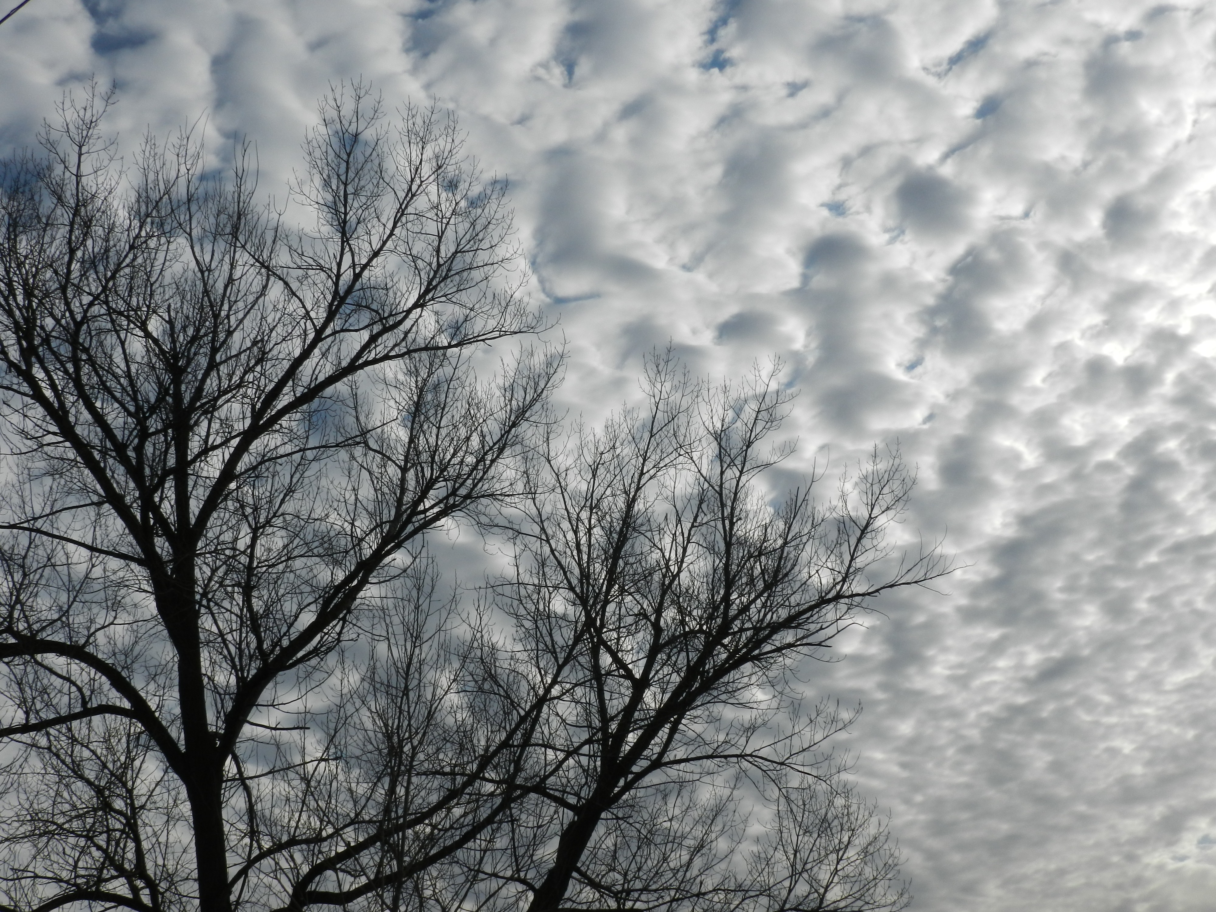 clouds, sky, white, tree, bare tree, cloud - sky, branch, low angle view