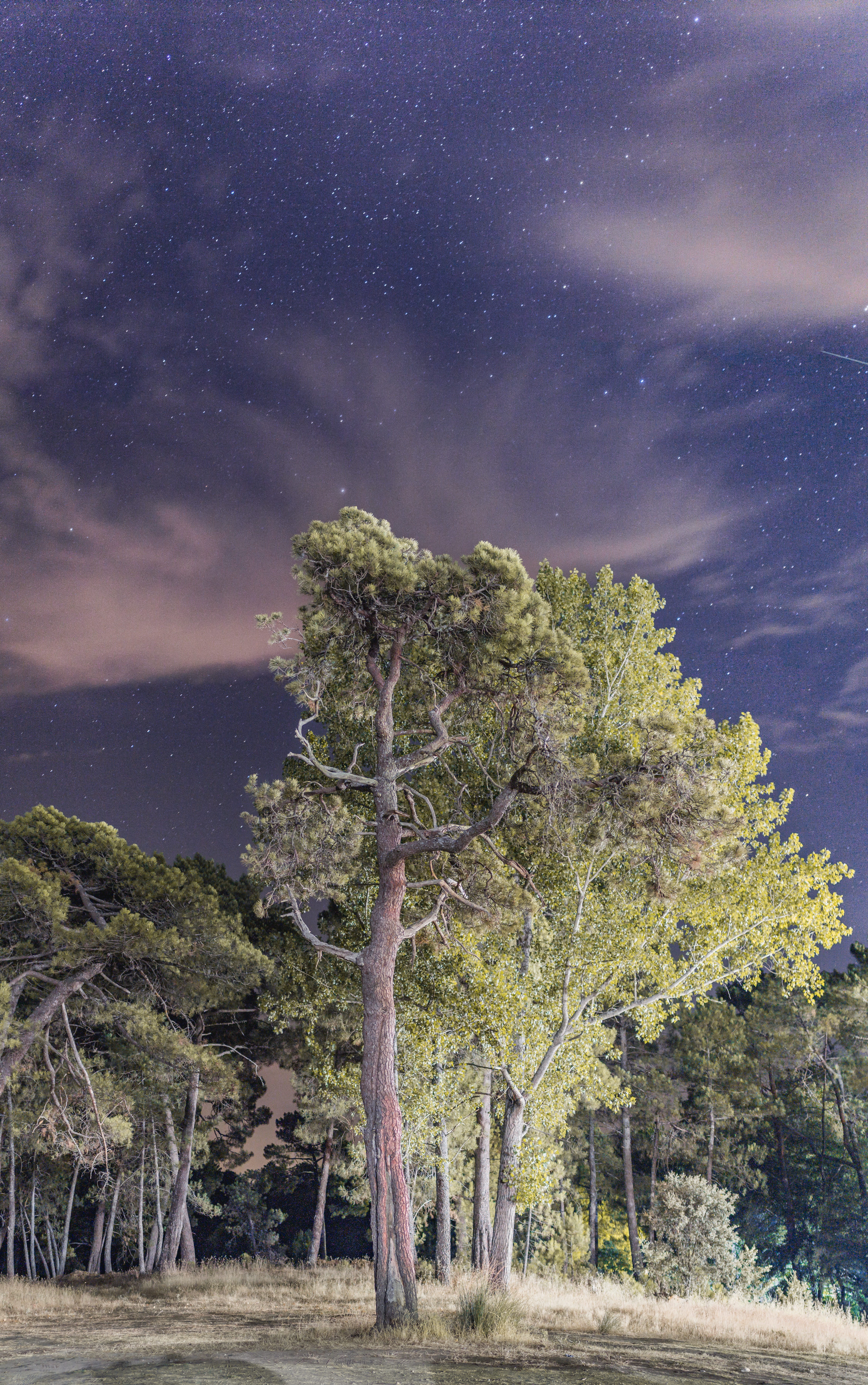 night, tree, forest, star, sky, clouds, panoramic, vertical