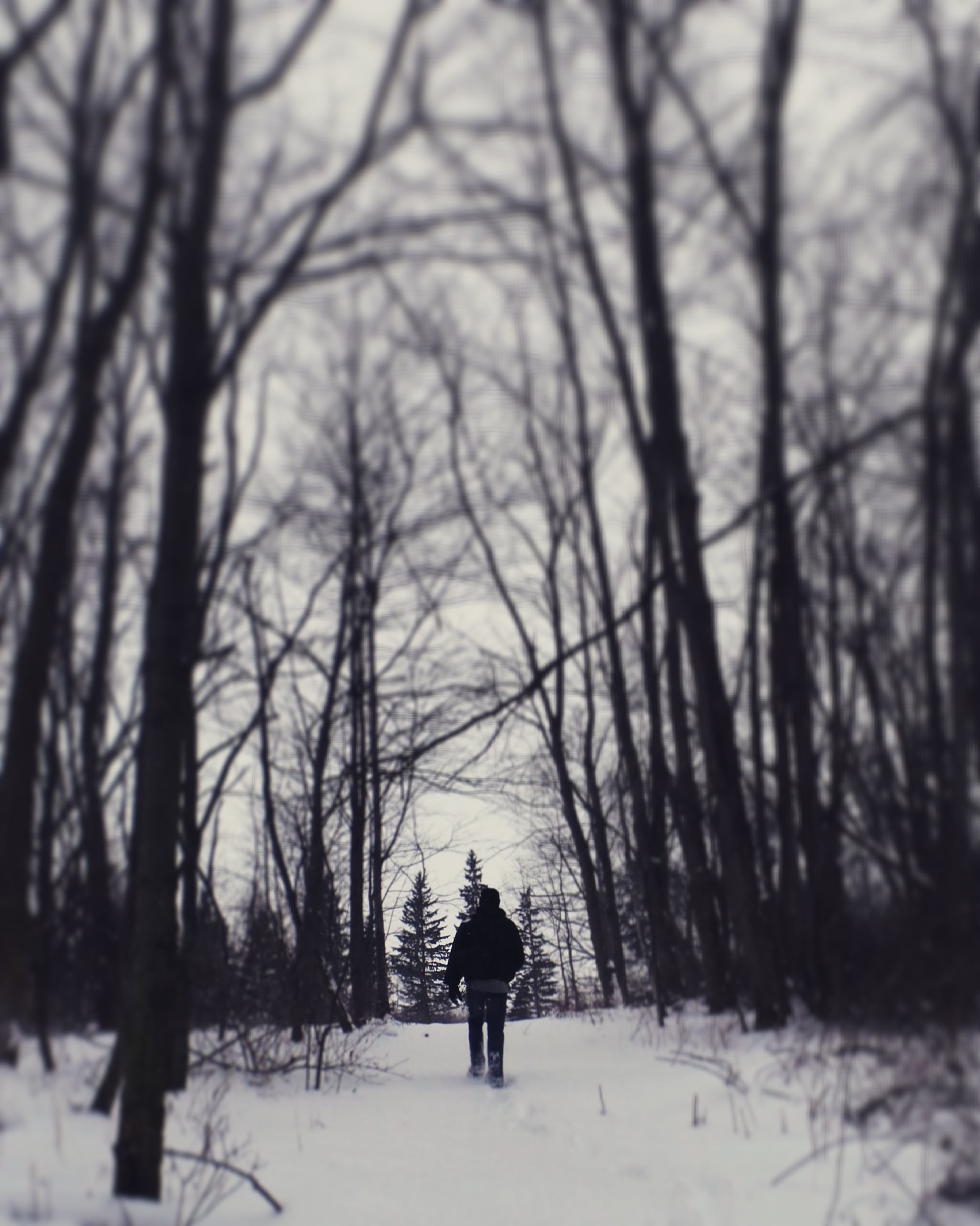 man beneath a forest, person, walking, snow, near, trees, winter