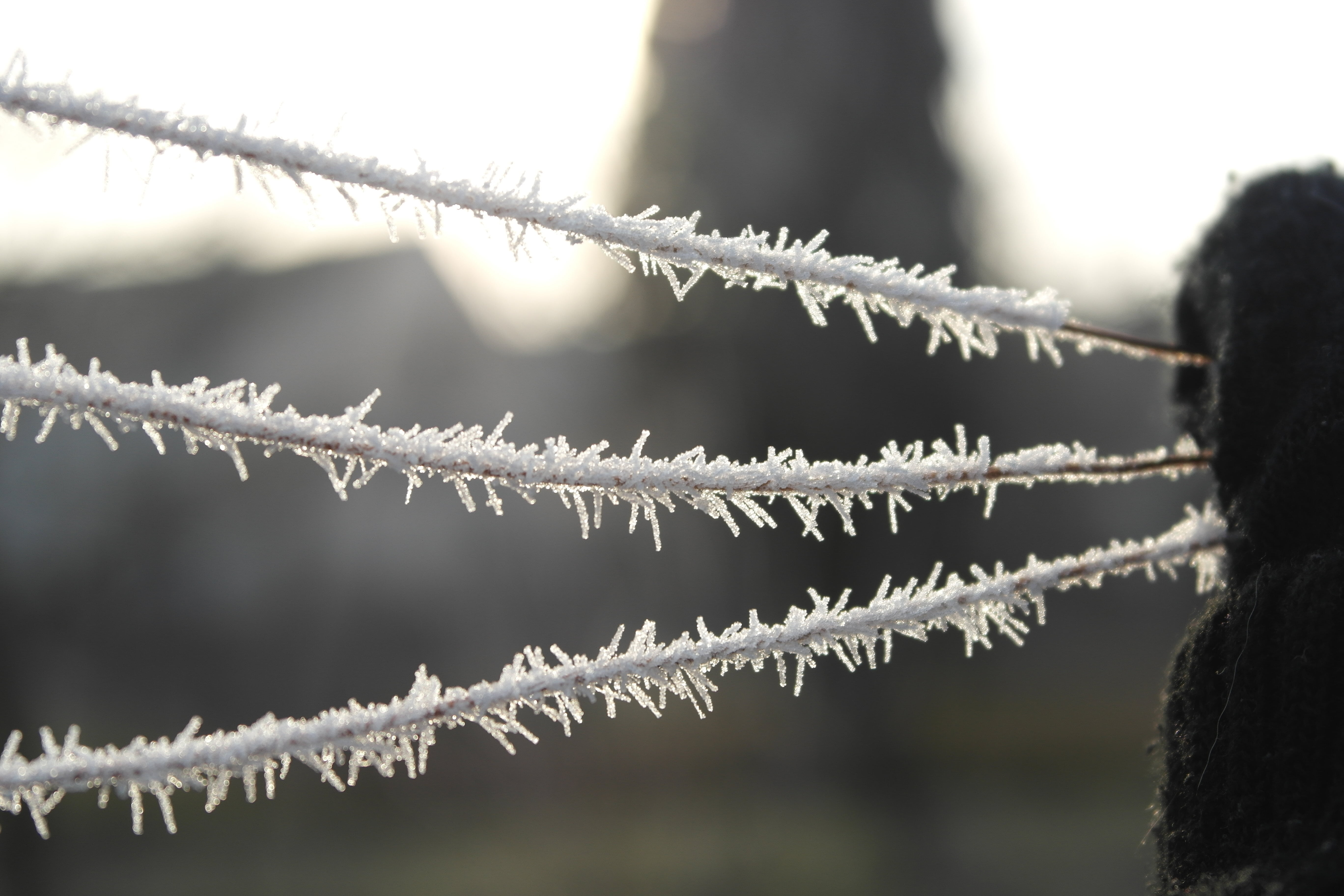 icing, winter, wire, white, cold, macro, cold temperature, focus on foreground