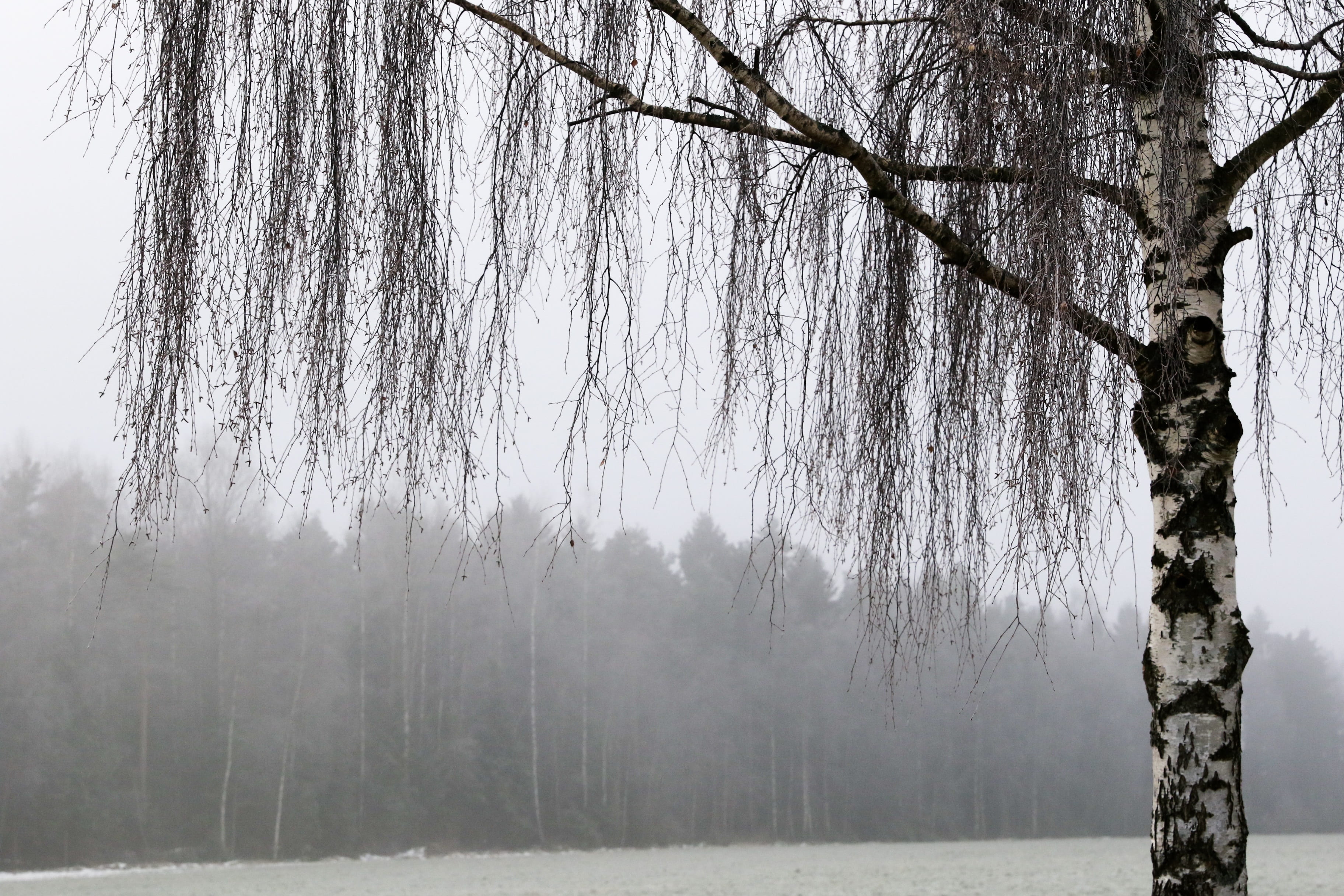 tree, nature, winter, plant, trunk, tree trunk, tranquility