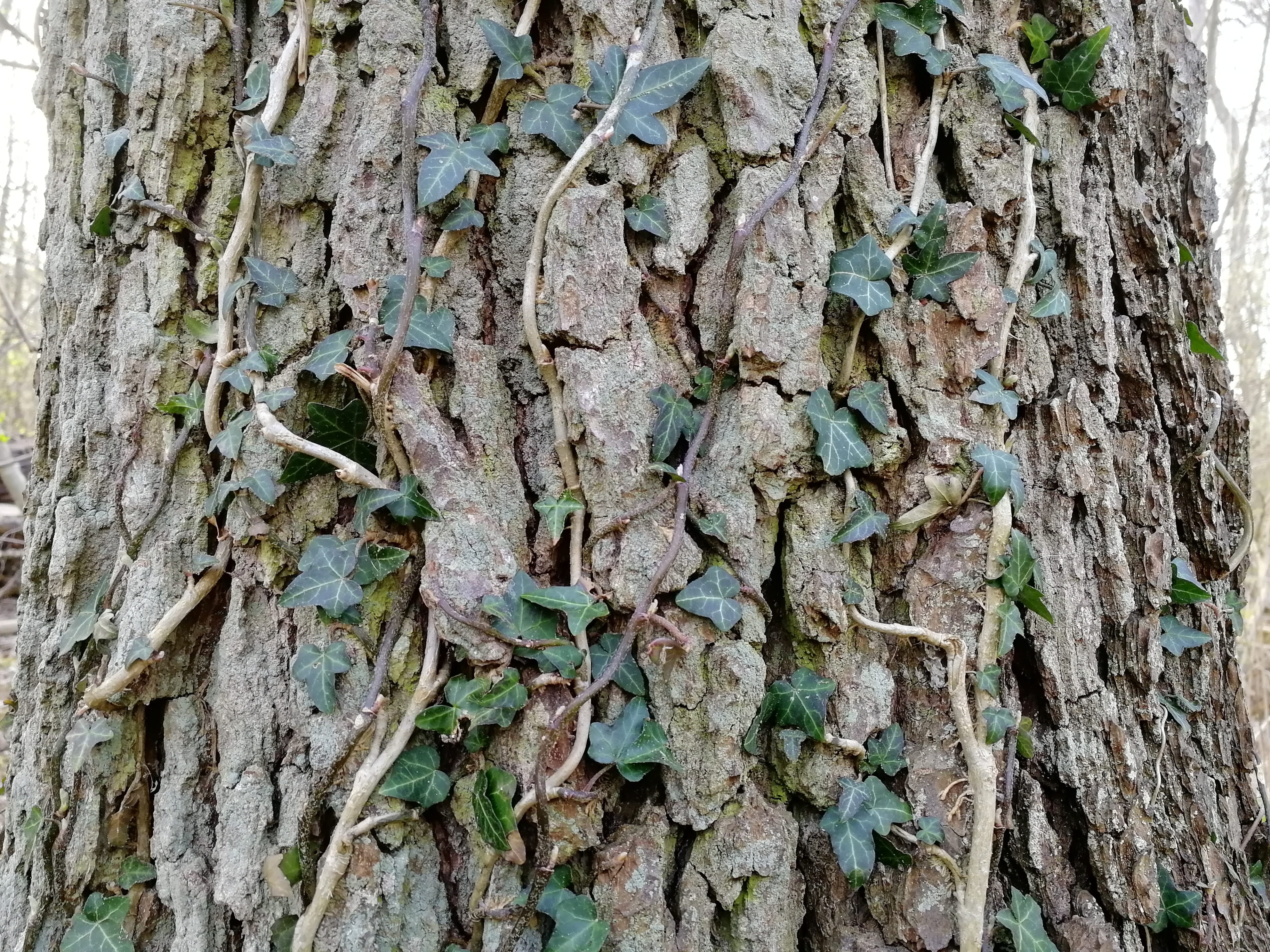 tree, bark, old, trunk, tree trunk, textured, plant, rough