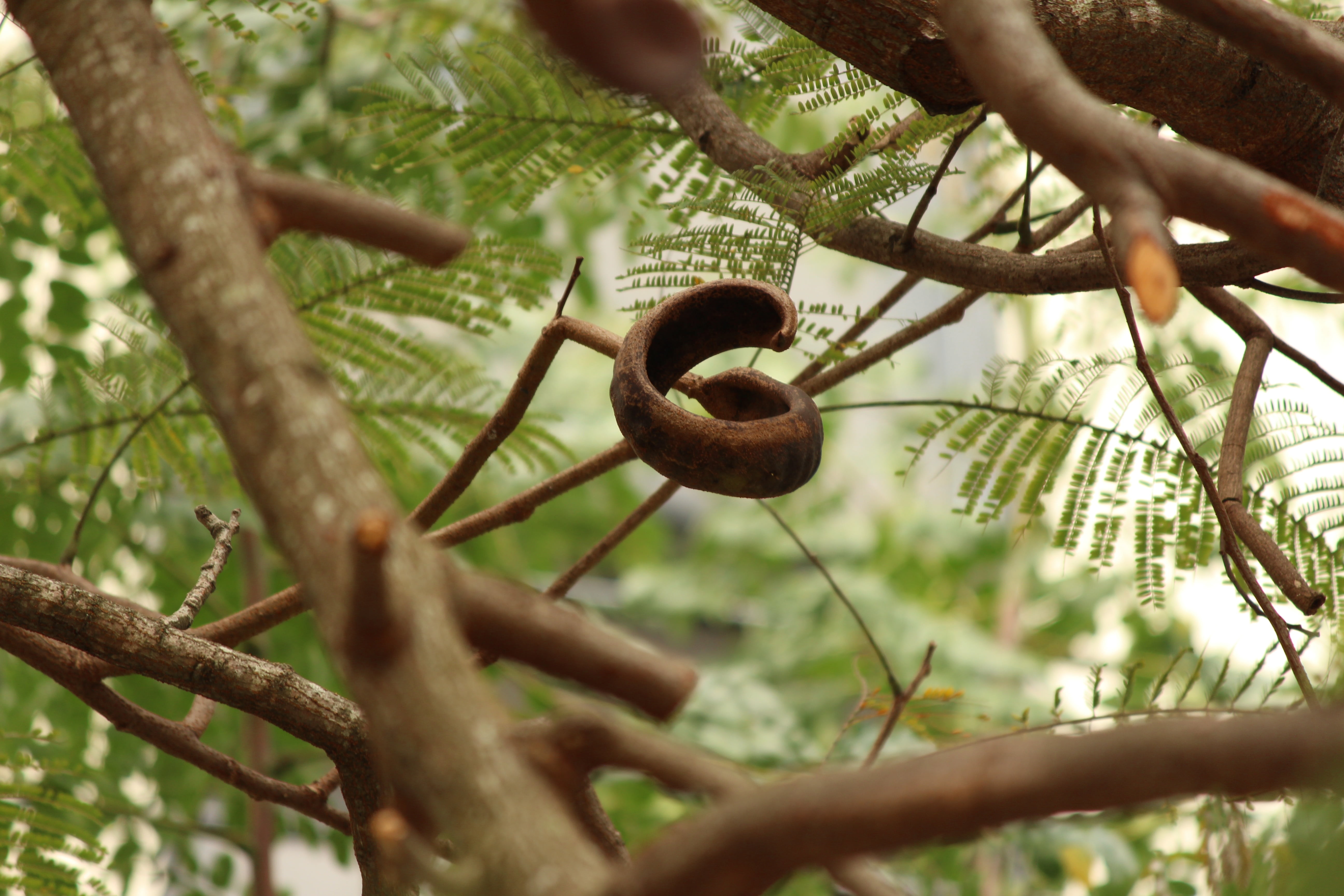 seed, tree, plant, nature, growth, branch, selective focus