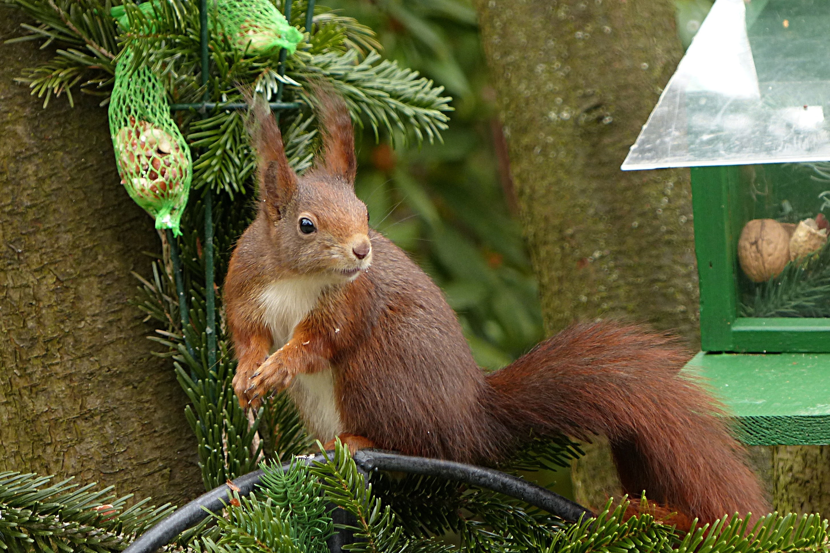 brown squirrel on tree branch, animal, sciurus vulgaris major