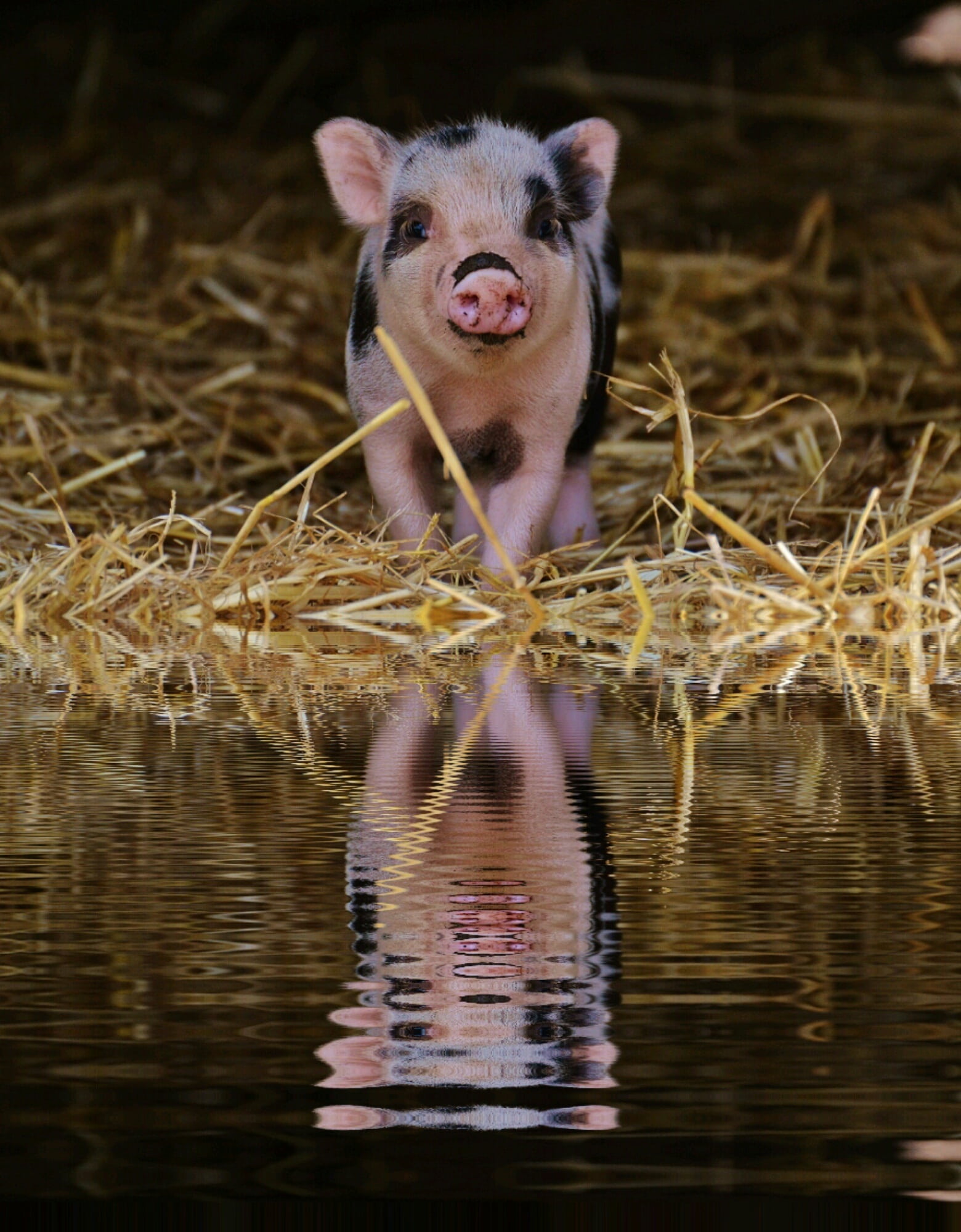 pink and black piglet on grass near water, mirroring, bank, wildpark poing