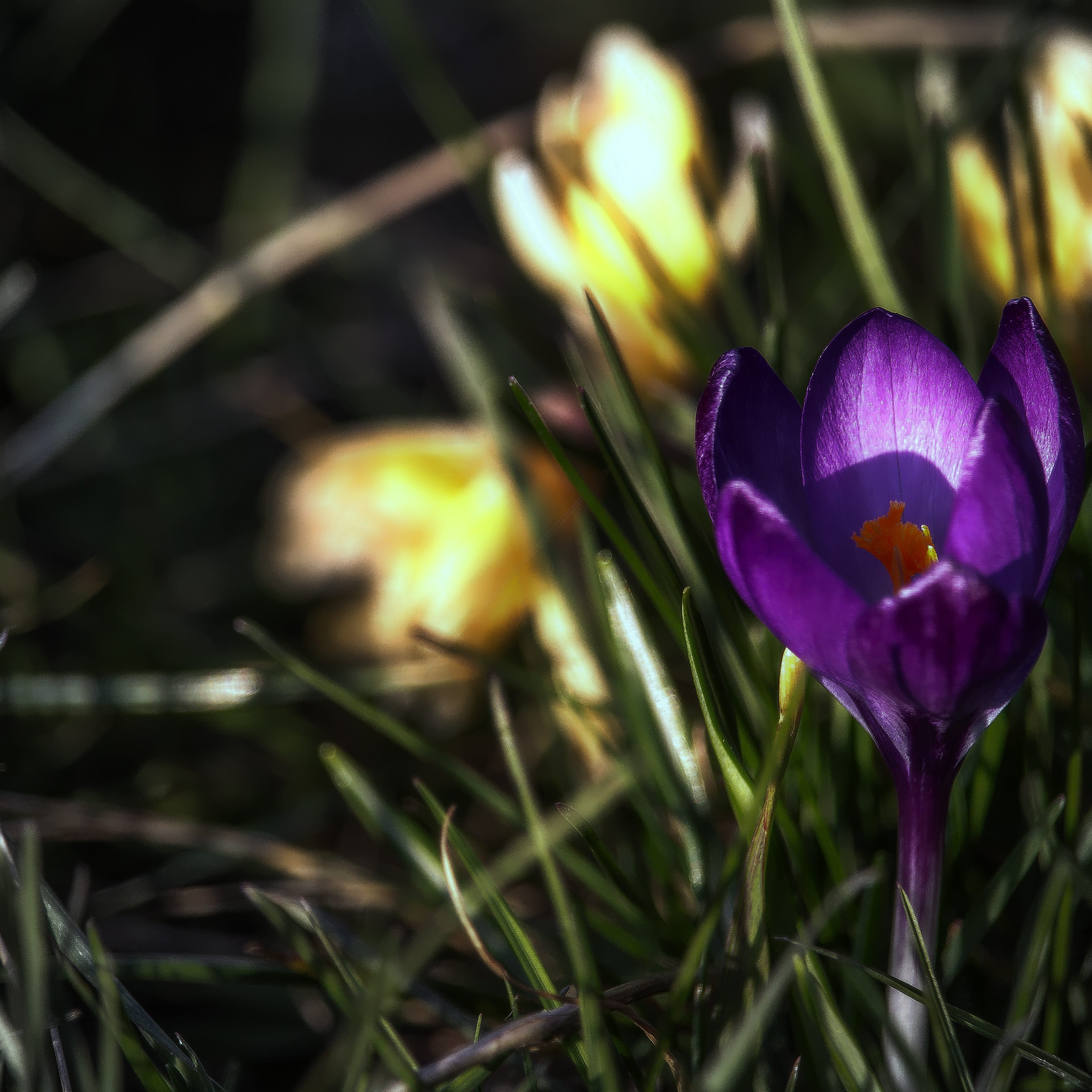 crocus, blossom, bloom, spring, spring flower, violet, spring awakening