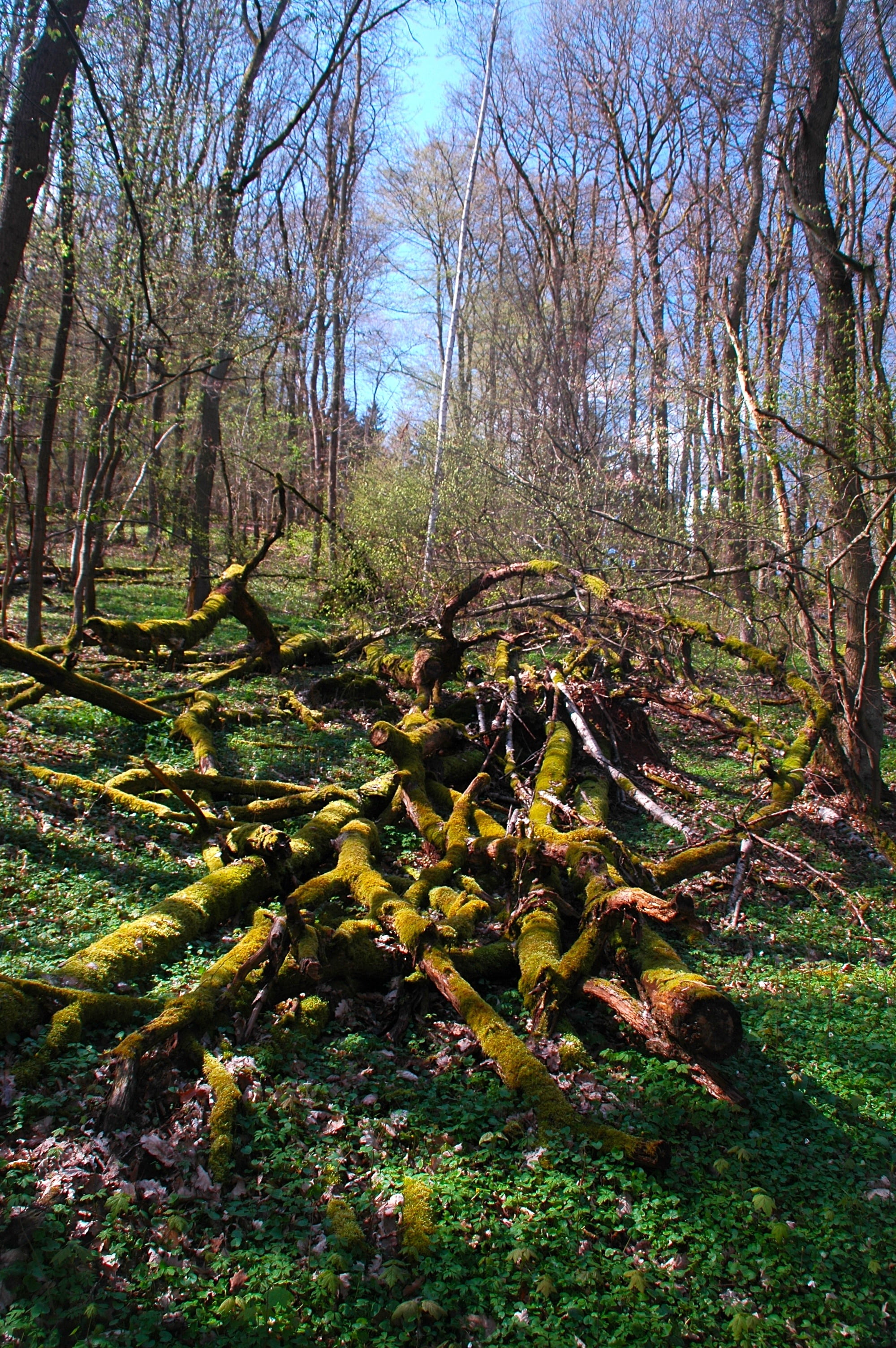 landscape, harztor, spring, green, tree, forest path, nature